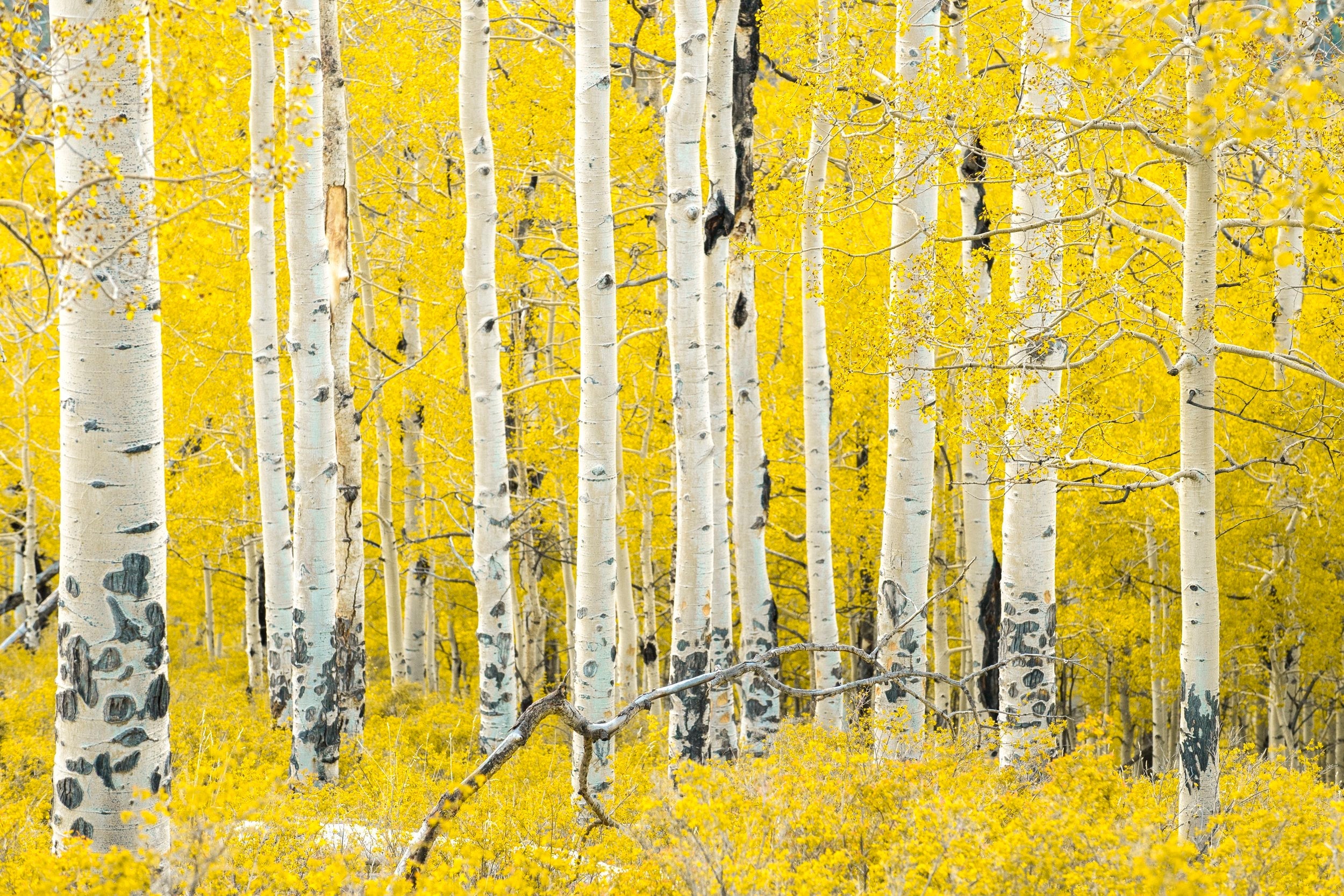Harvest Color - Autumn Splendor in the Pacific Northwest