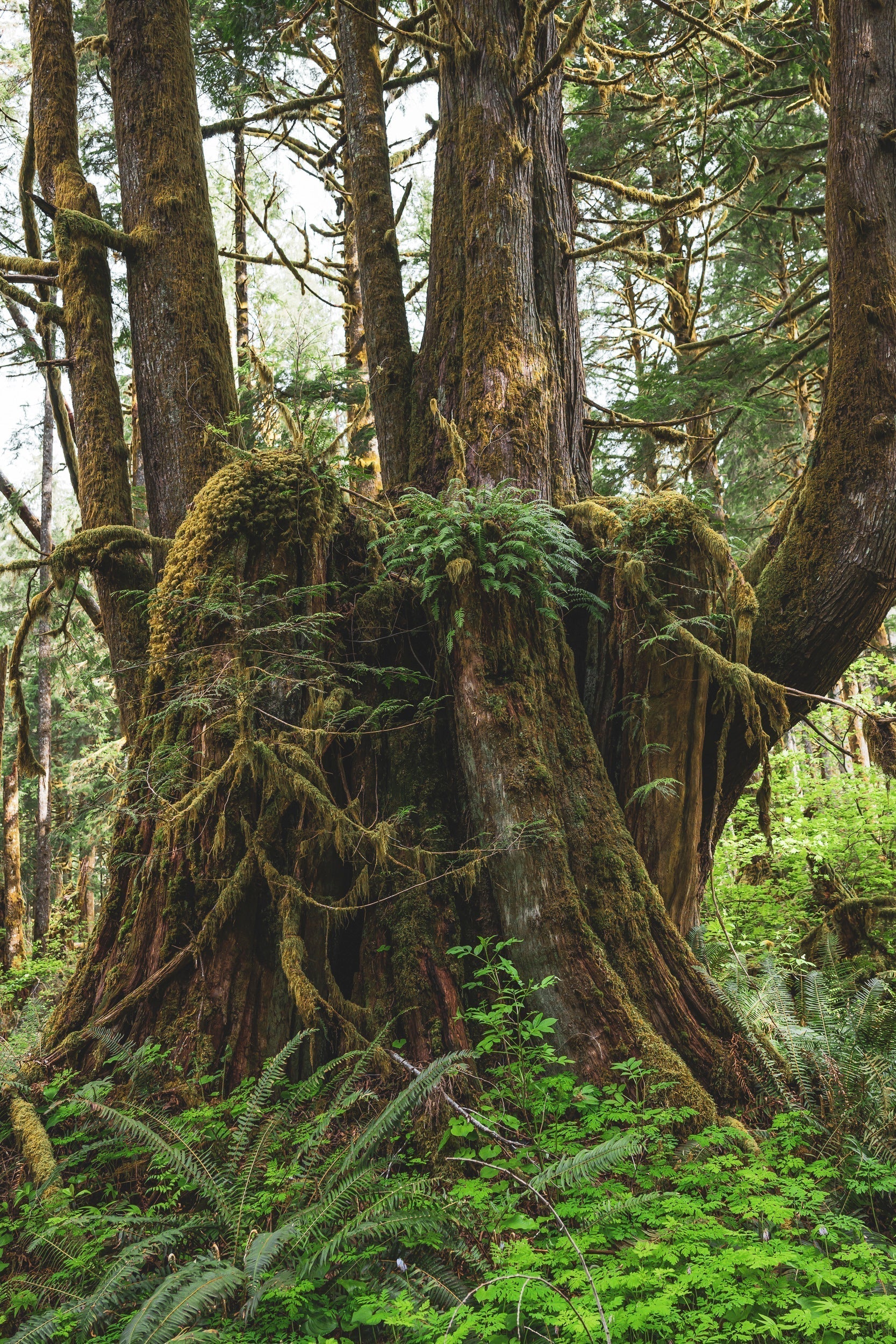 Forest Abides: Multigenerational Trees of Snoqualmie Valley