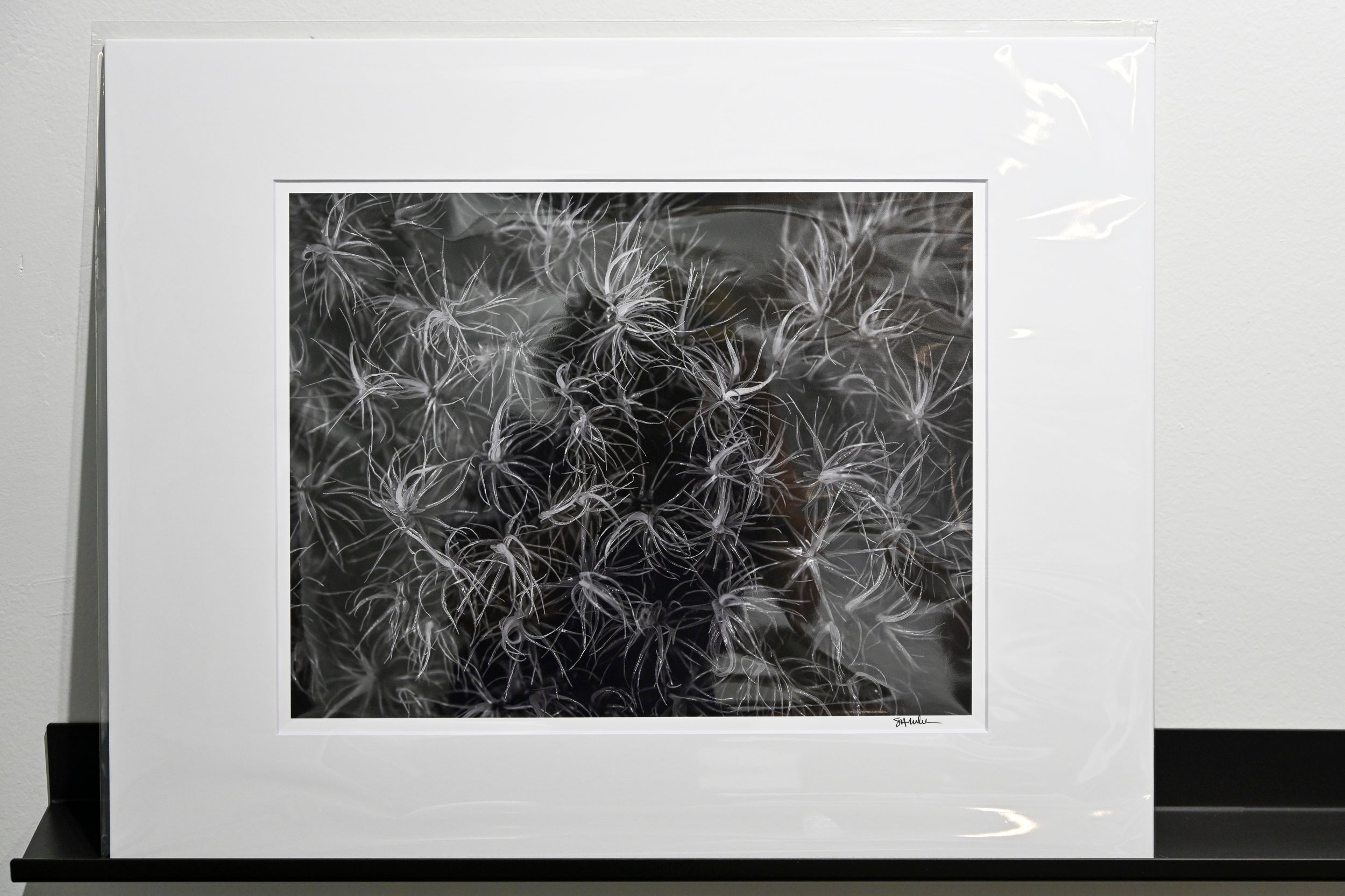 Broom Forkmoss Reaching for Light: 11x14 Open Edition Matted Print