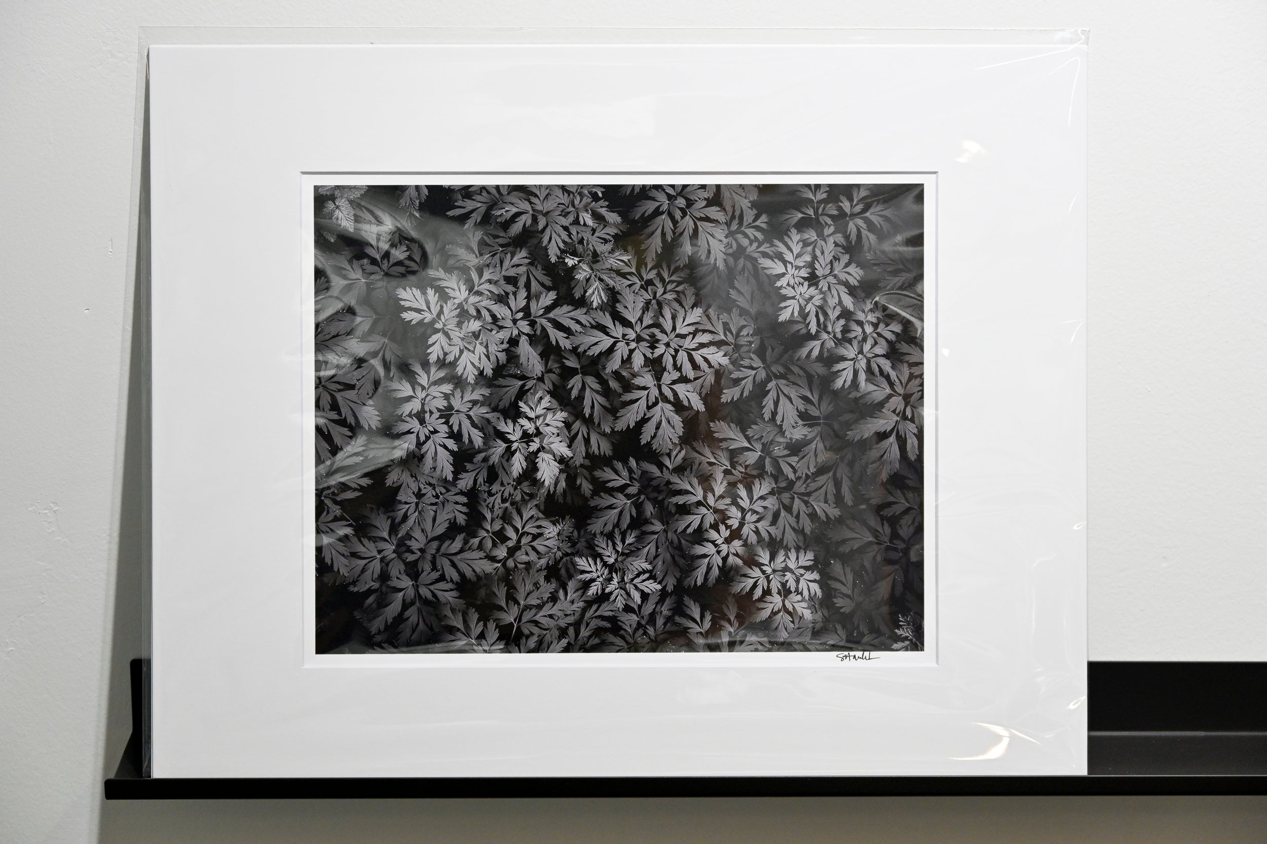 Diamond-Tipped Pacific Bleeding Hearts: 11x14 Open Edition Matted Print