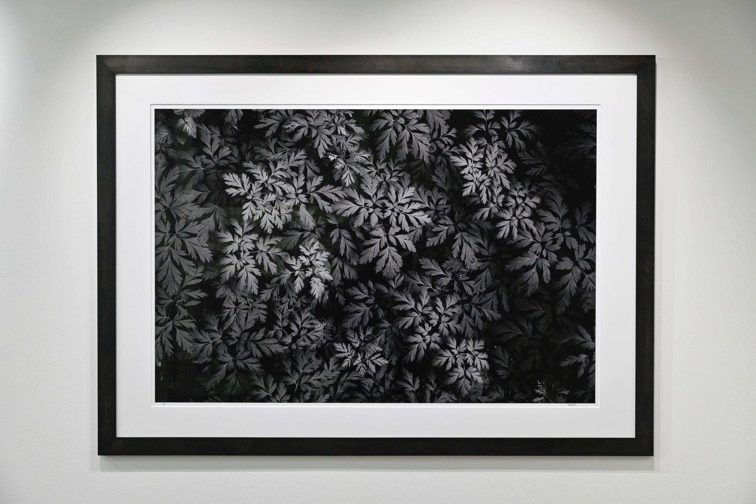 Diamond-Tipped Pacific Bleeding Hearts: 32x48 Limited Edition Framed Print