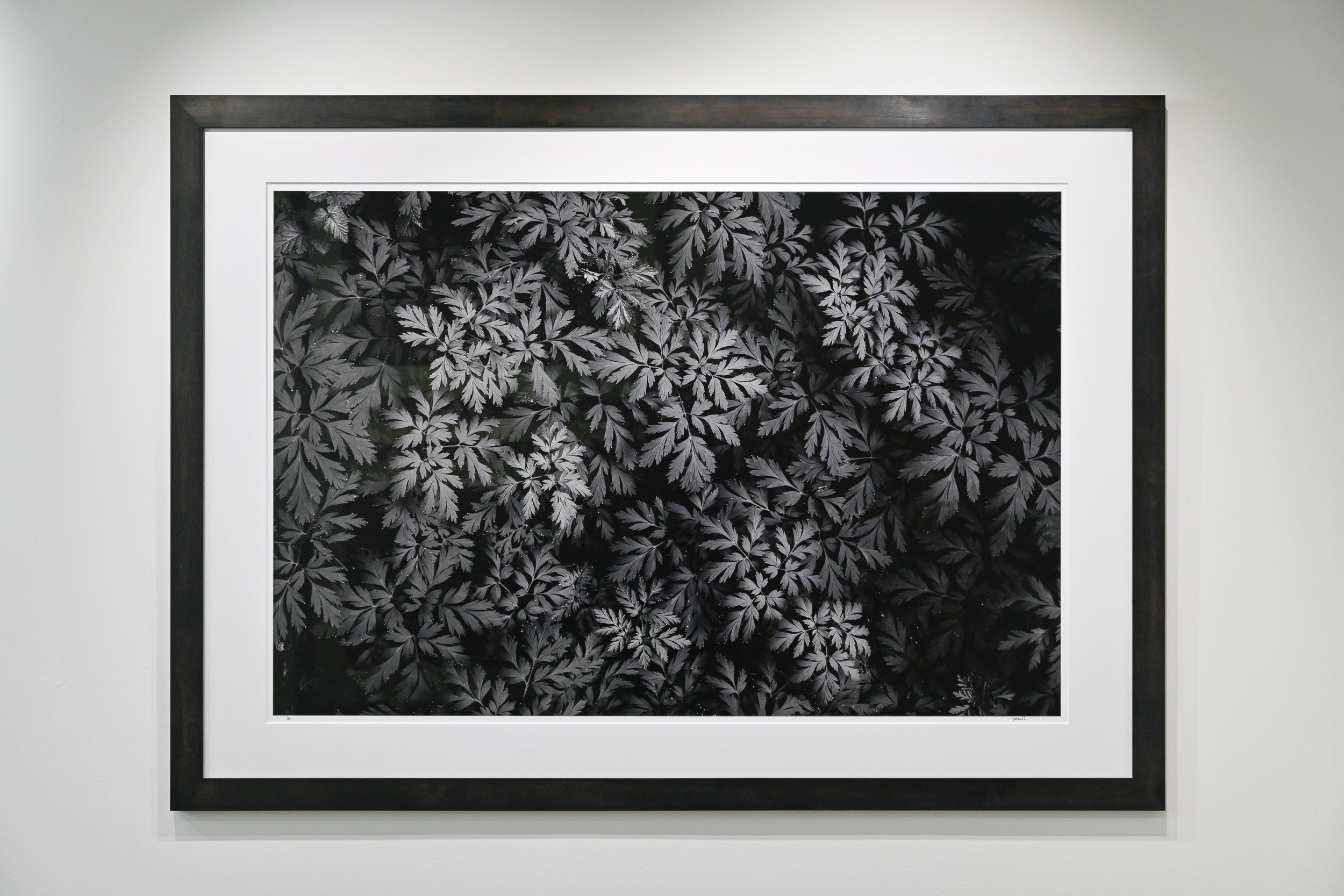 Diamond-Tipped Pacific Bleeding Hearts 32x48 Limited Print with Gallery Framing - Gallery Pickup Only