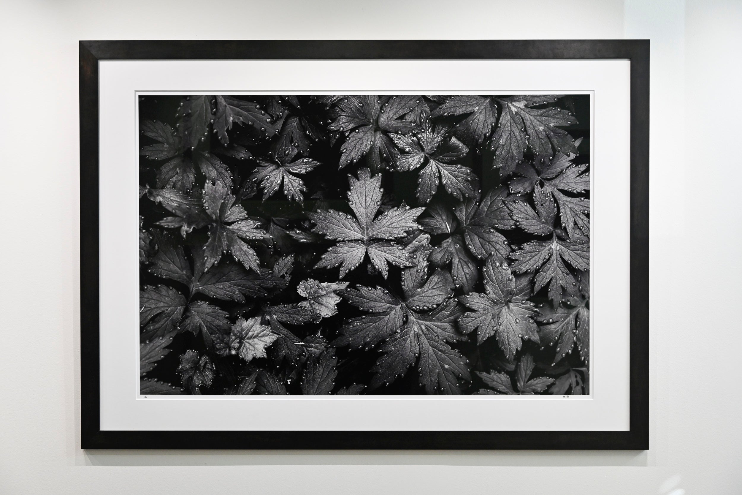 Immaculate Droplets on Pacific Waterleaf: 32x48 Limited Edition Framed Print