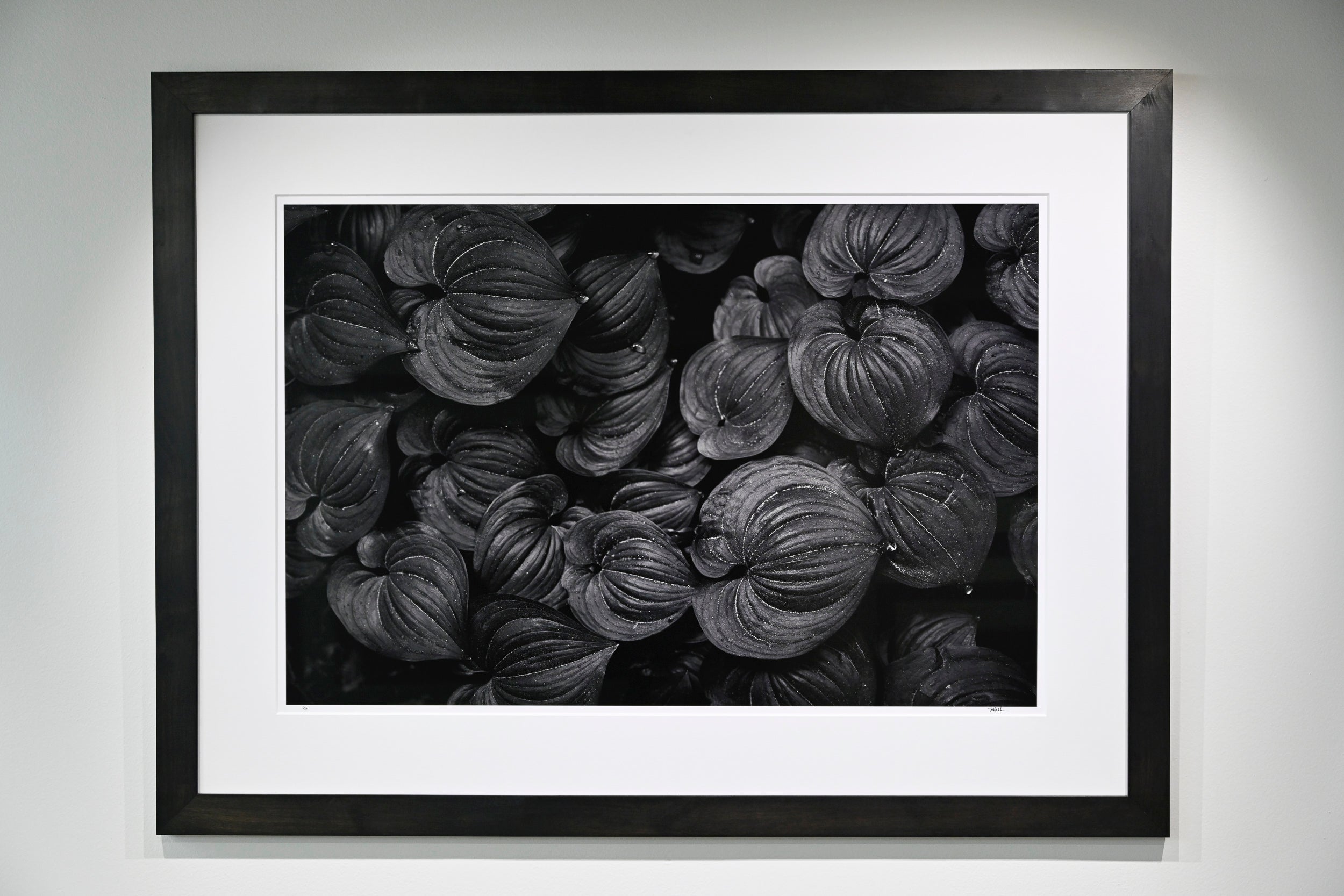 Raindrops on False Lily of the Valley 24x36 Limited Print with Gallery Framing - Gallery Pickup Only