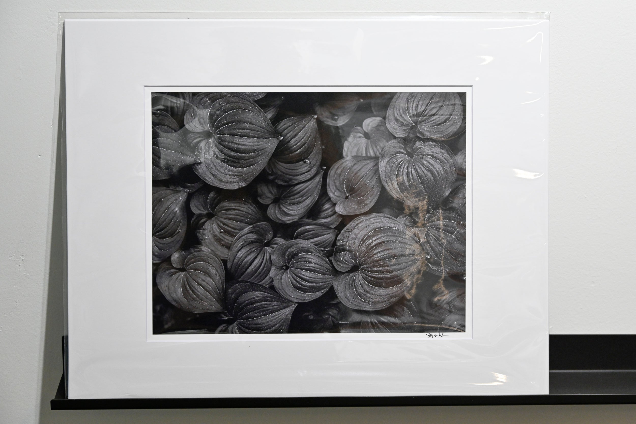 Raindrops on the False Lily of the Valley: 11x14 Open Edition Matted Print