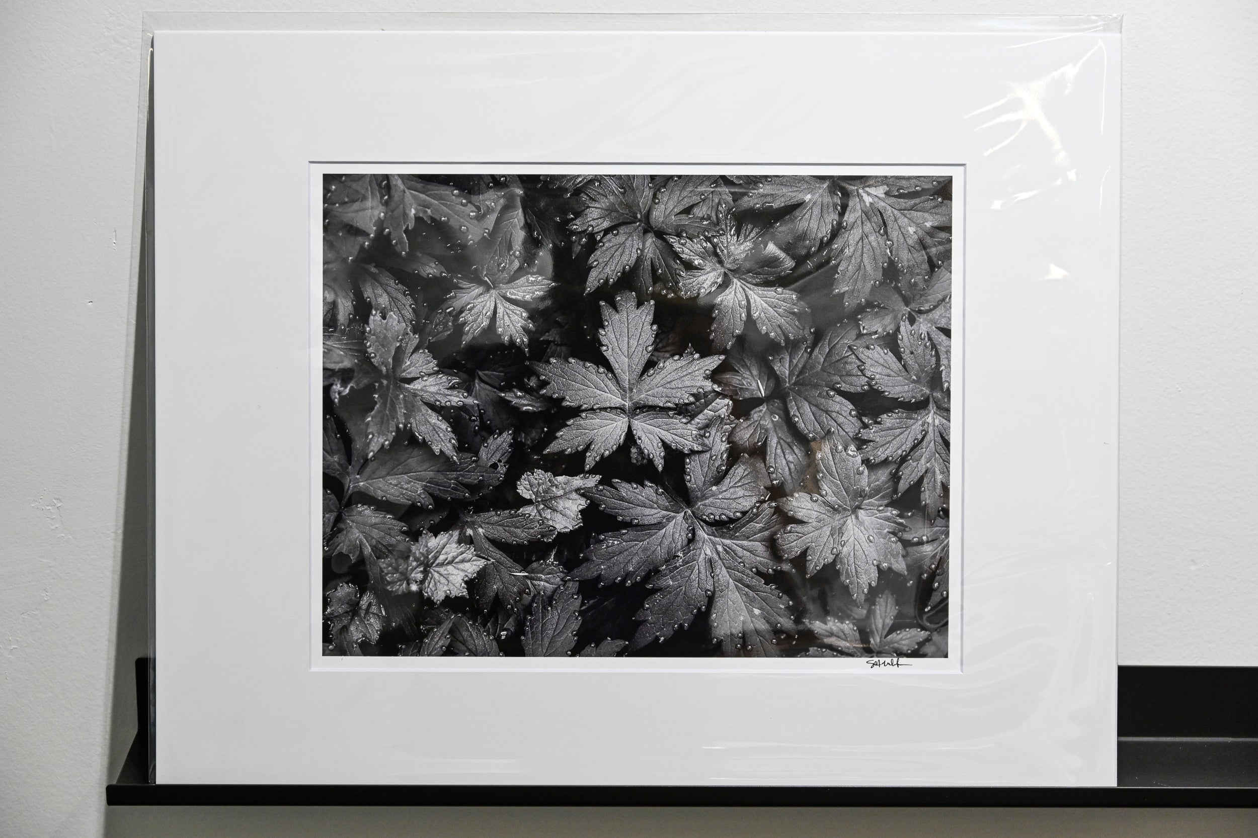 Immaculate Droplets on Pacific Waterleaf: 11x14 Open Edition Matted Print