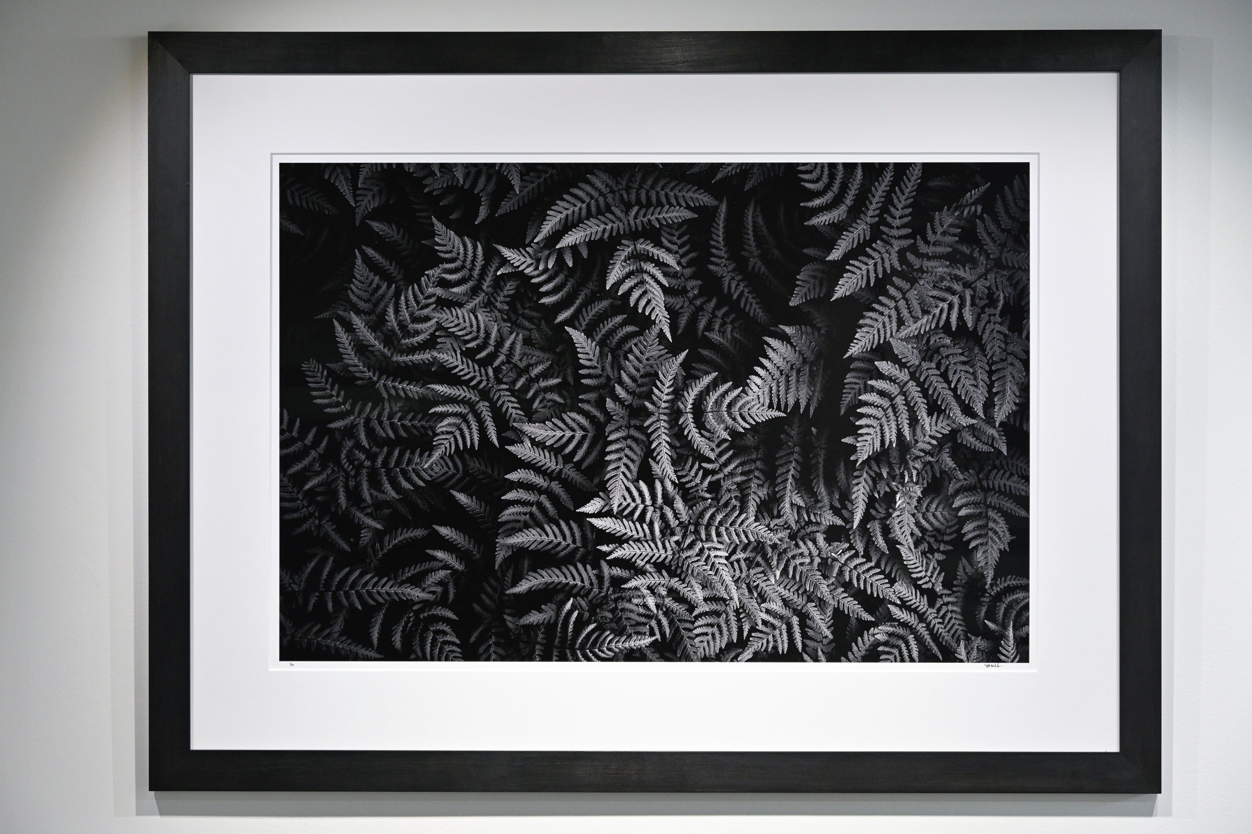 Oak Fern Colony: 24x36 Limited Edition Framed Print