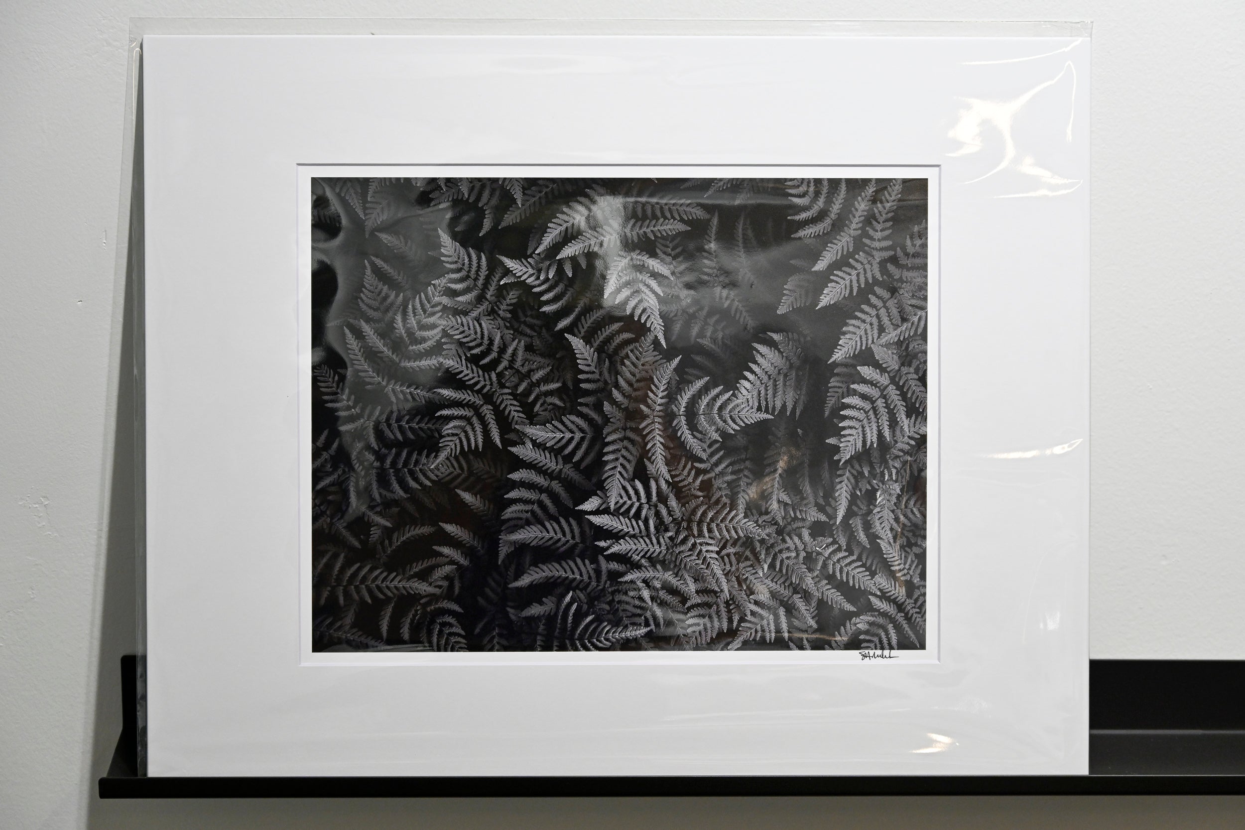 Oak Fern Colony: 11x14 Open Edition Matted Print