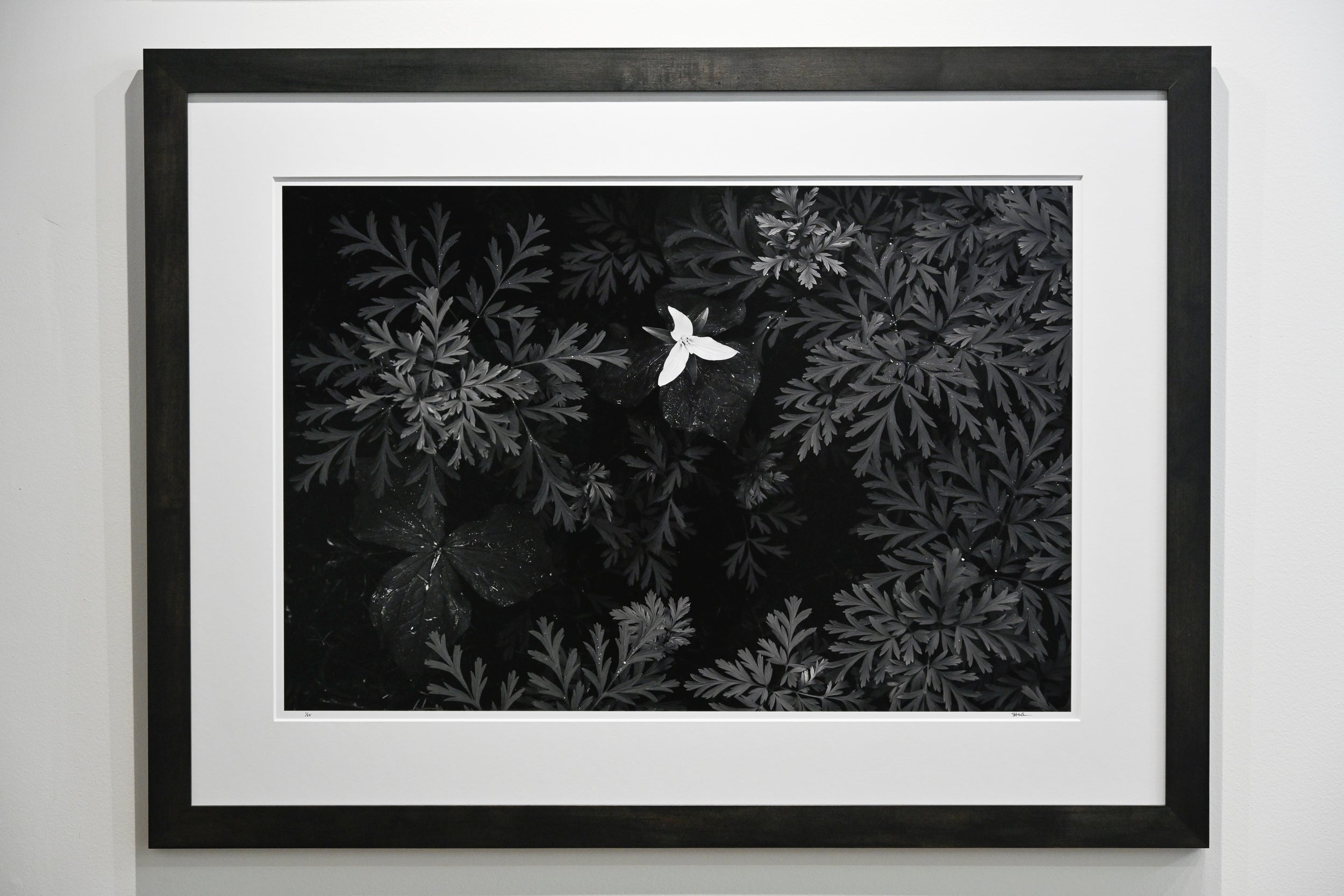 Trillium in Bleeding Hearts 24x36 Limited Print with Gallery Framing - Gallery Pickup Only