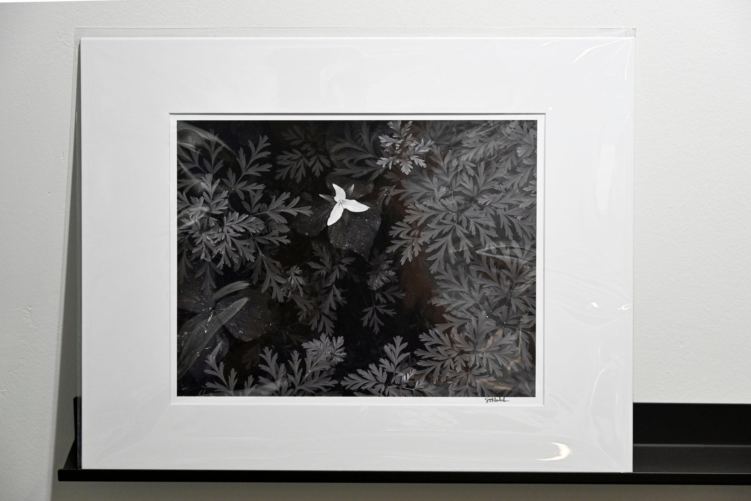 Trillium in Bleeding Hearts: 11x14 Open Edition Matted Print