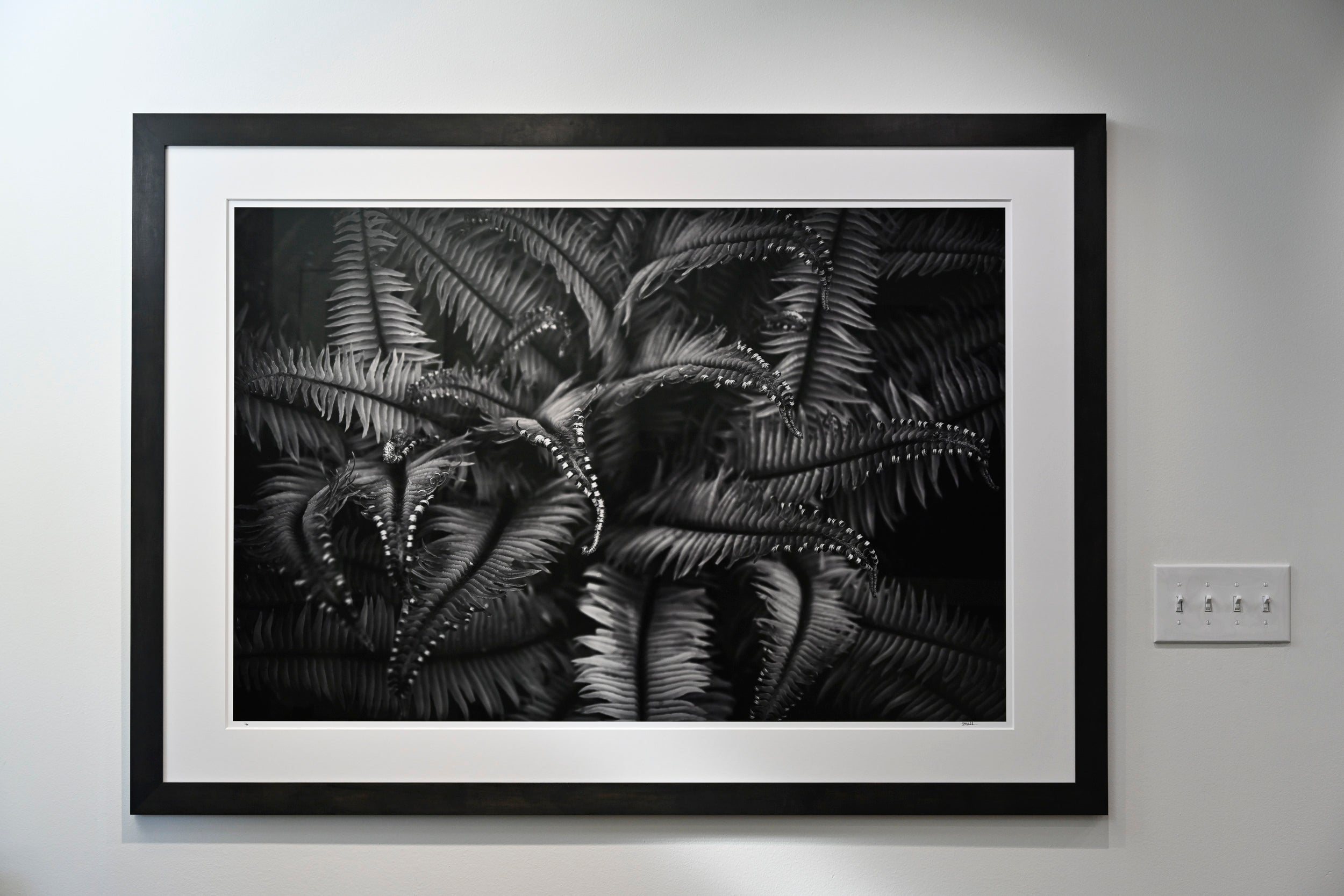 Unfurling Western Sword Fern Fronds 32x48 Limited Print with Gallery Framing - Gallery Pickup Only
