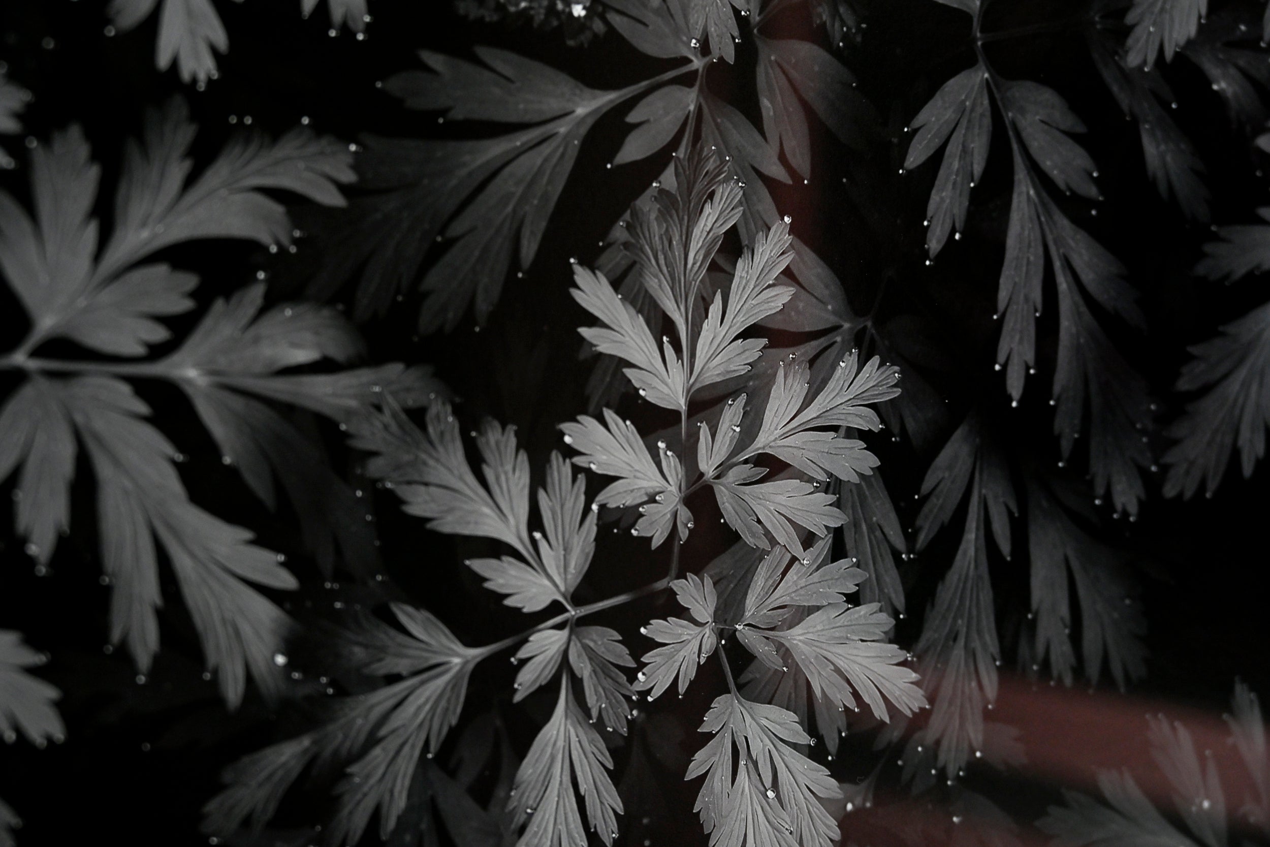 Diamond-Tipped Pacific Bleeding Hearts 32x48 Limited Print with Gallery Framing - Gallery Pickup Only