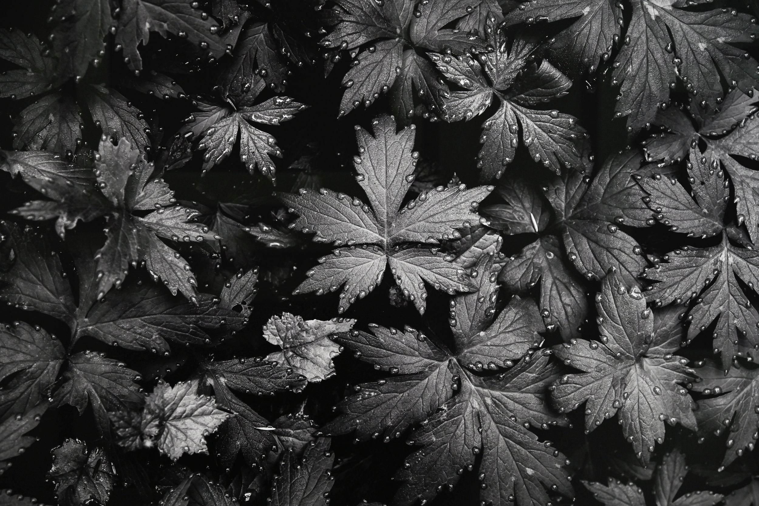 Immaculate Droplets on Pacific Waterleaf 32x48 Limited Print with Gallery Framing - Gallery Pickup Only