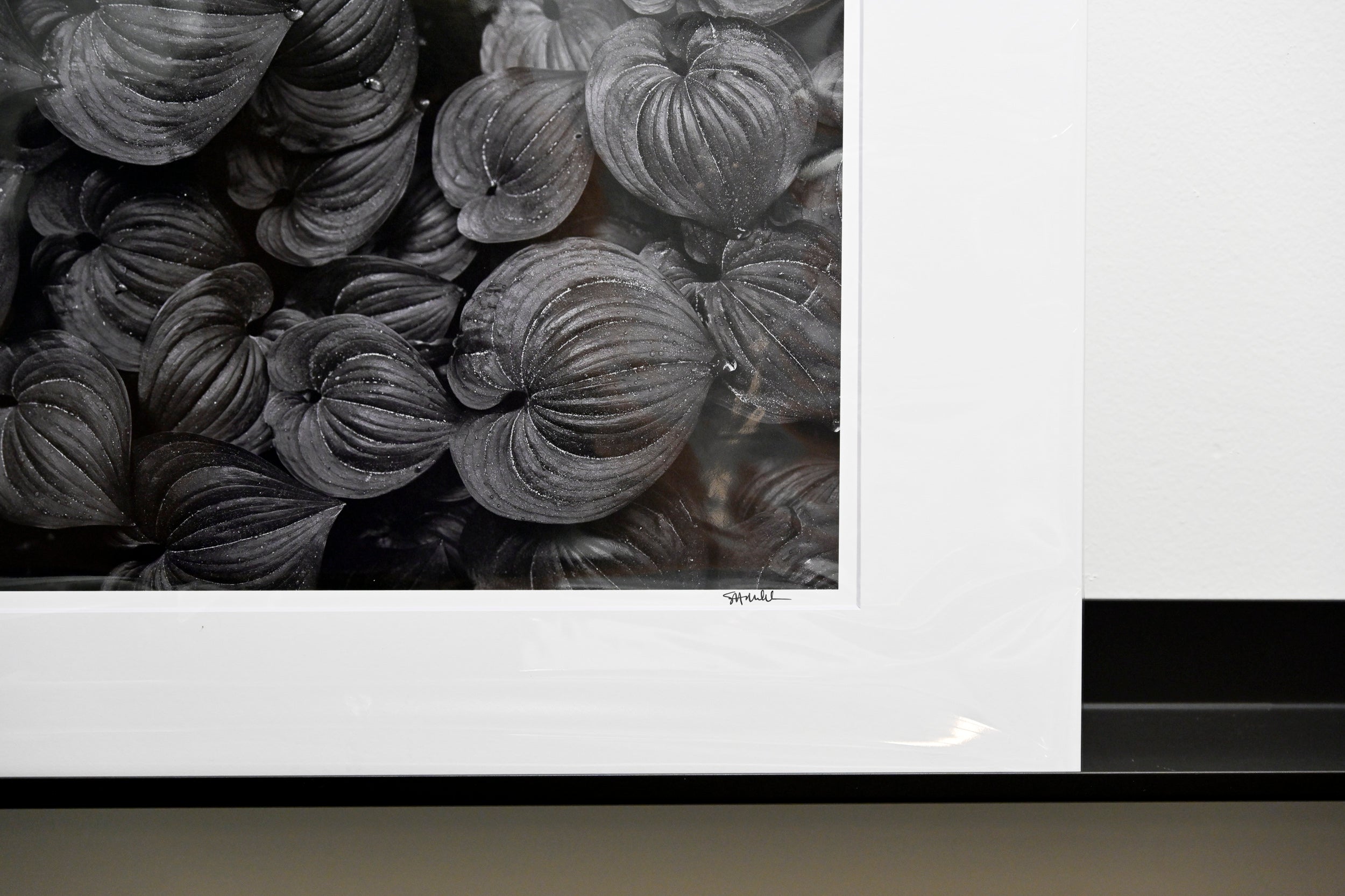 Raindrops on the False Lily of the Valley: 11x14 Open Edition Matted Print