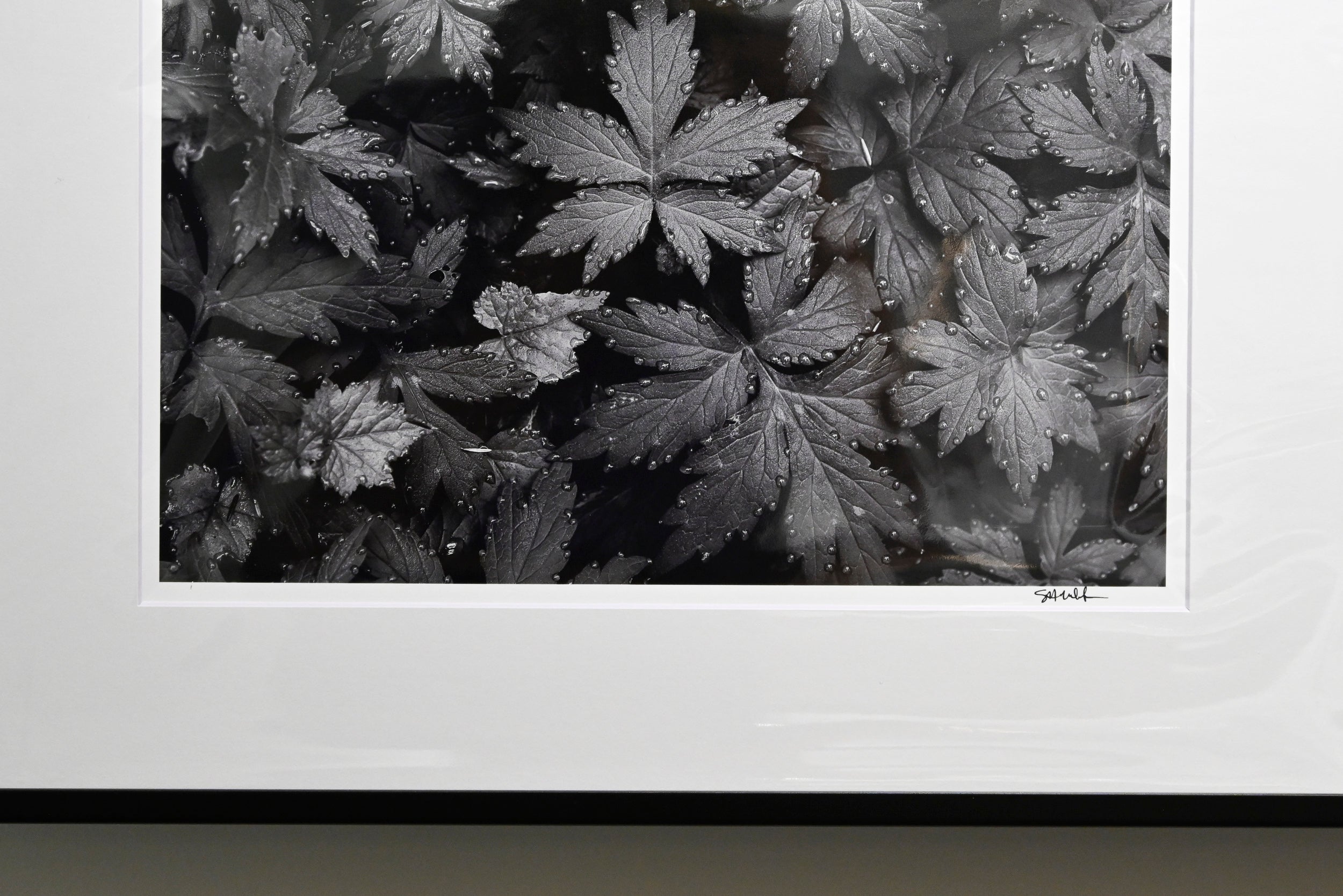 Immaculate Droplets on Pacific Waterleaf: 11x14 Open Edition Matted Print