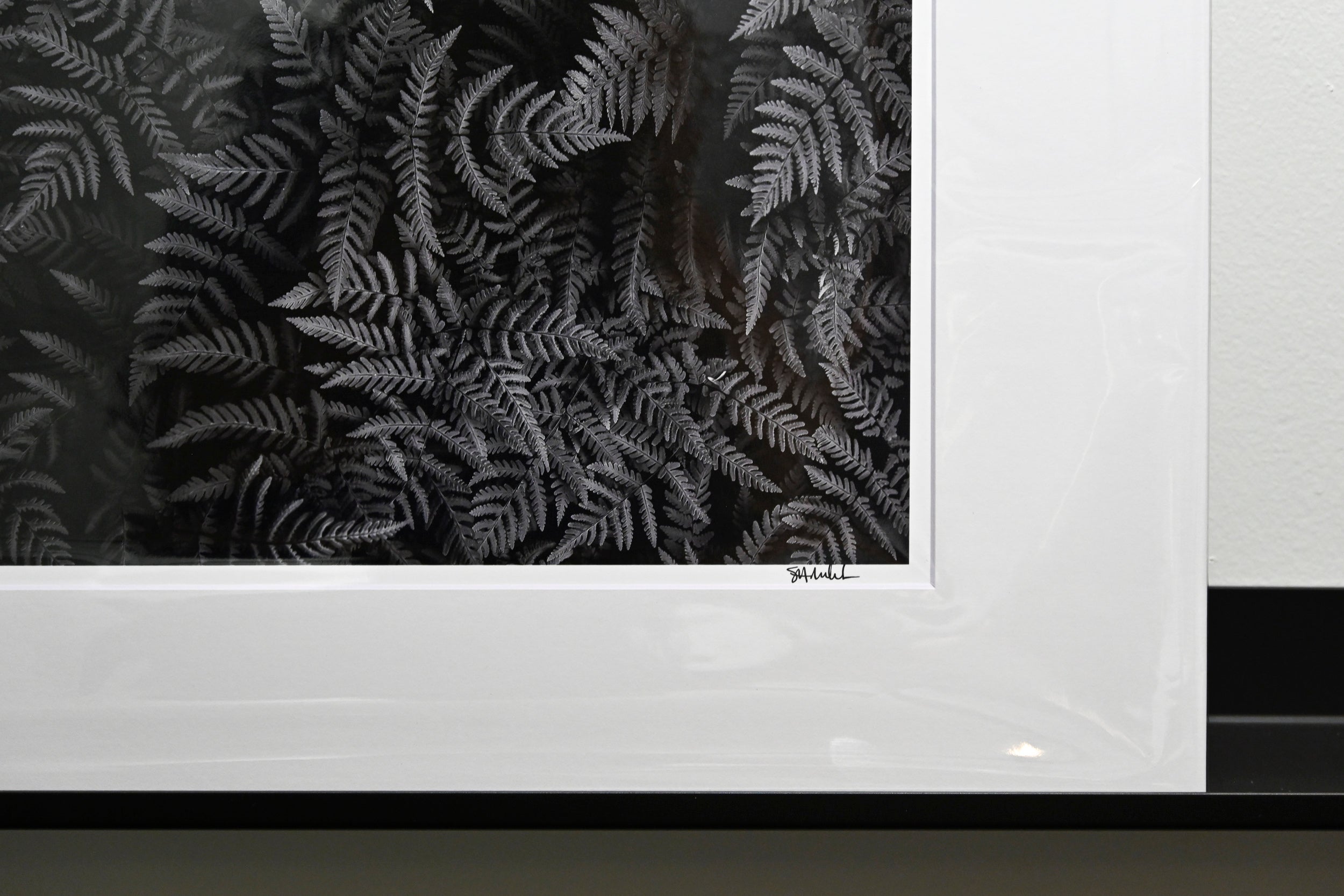 Oak Fern Colony: 11x14 Open Edition Matted Print