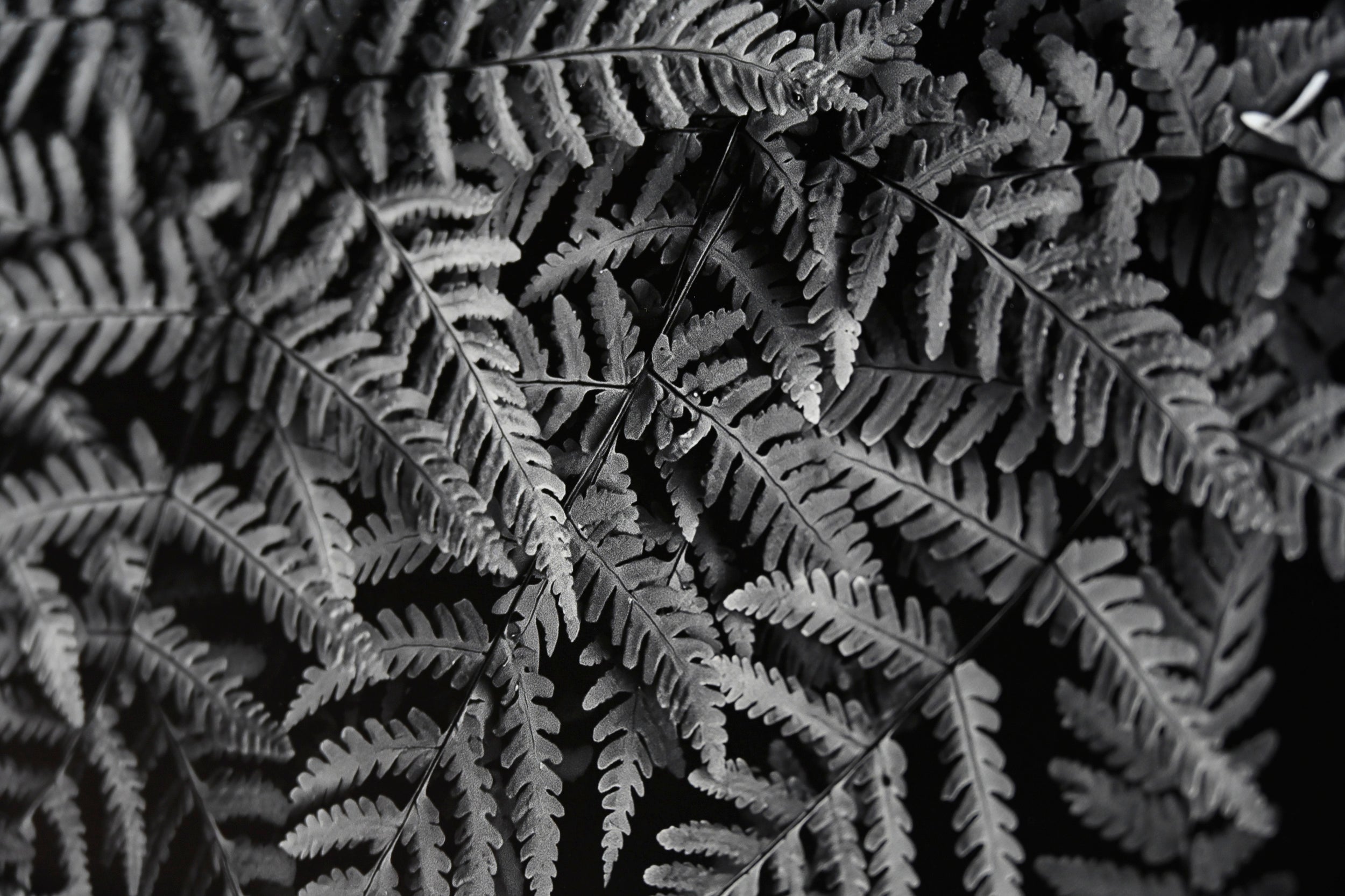 Oak Fern Colony 24x36 Limited Print with Gallery Framing - Gallery Pickup Only