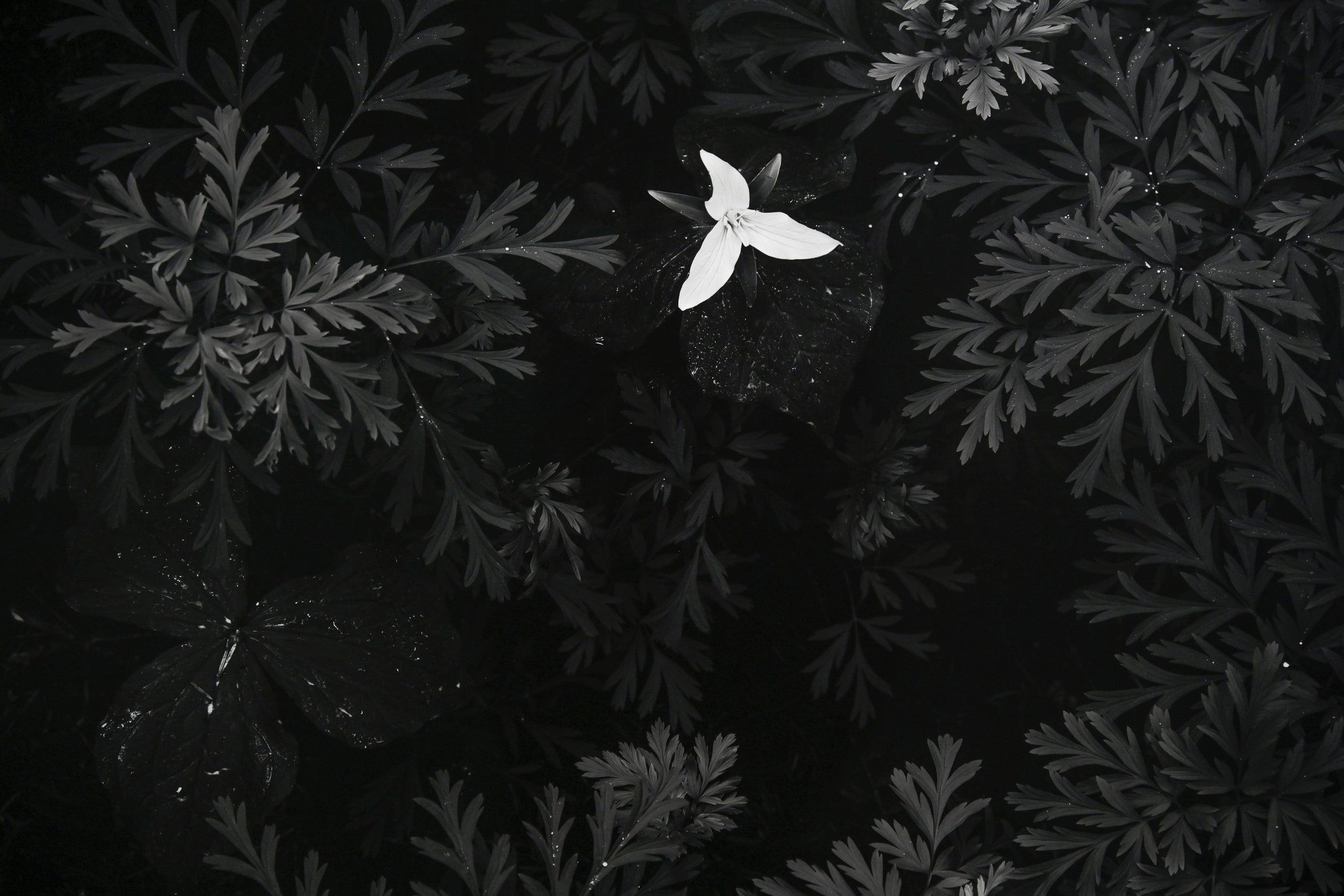 Trillium in Bleeding Hearts 24x36 Limited Print with Gallery Framing - Gallery Pickup Only