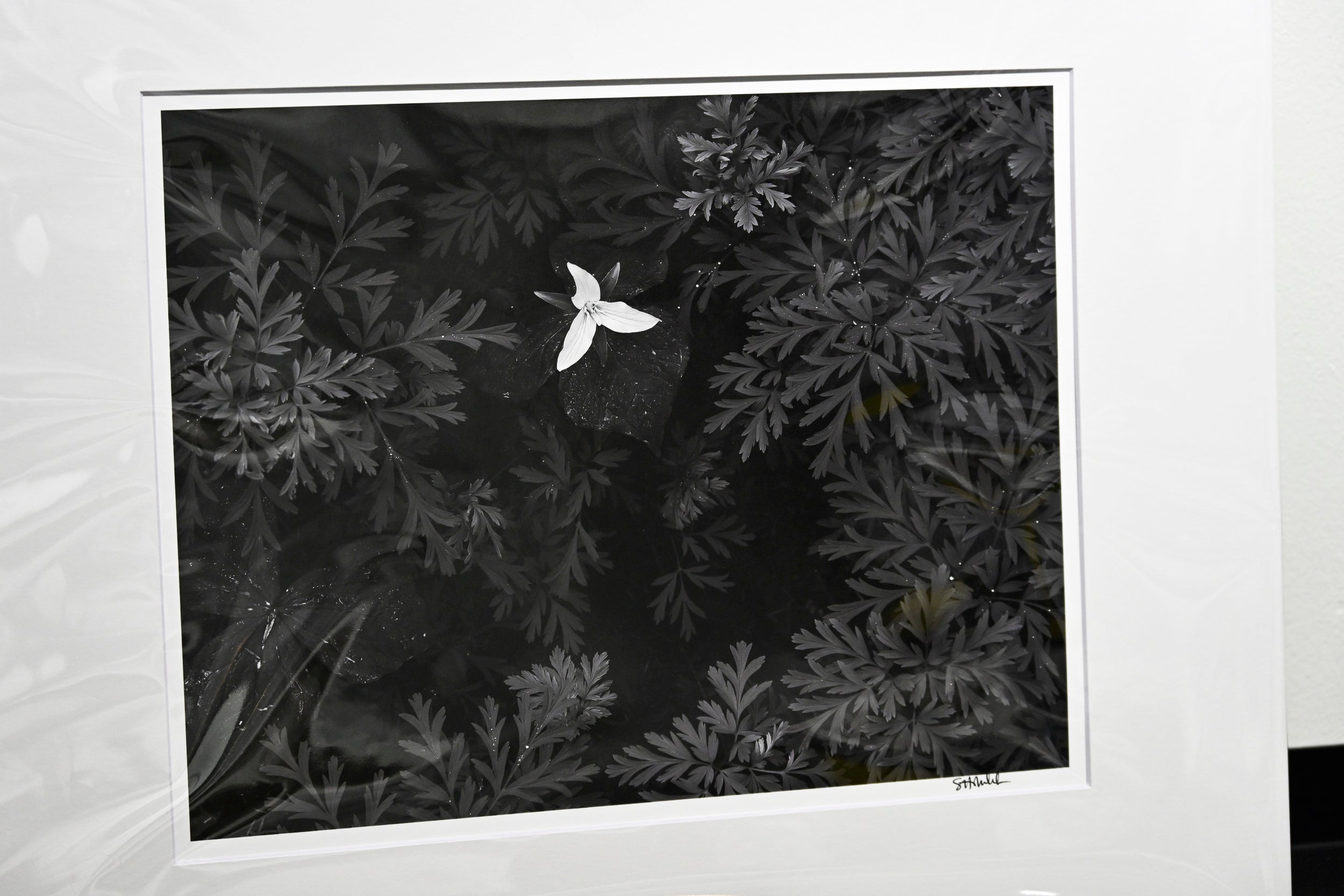 Trillium in Bleeding Hearts: 11x14 Open Edition Matted Print
