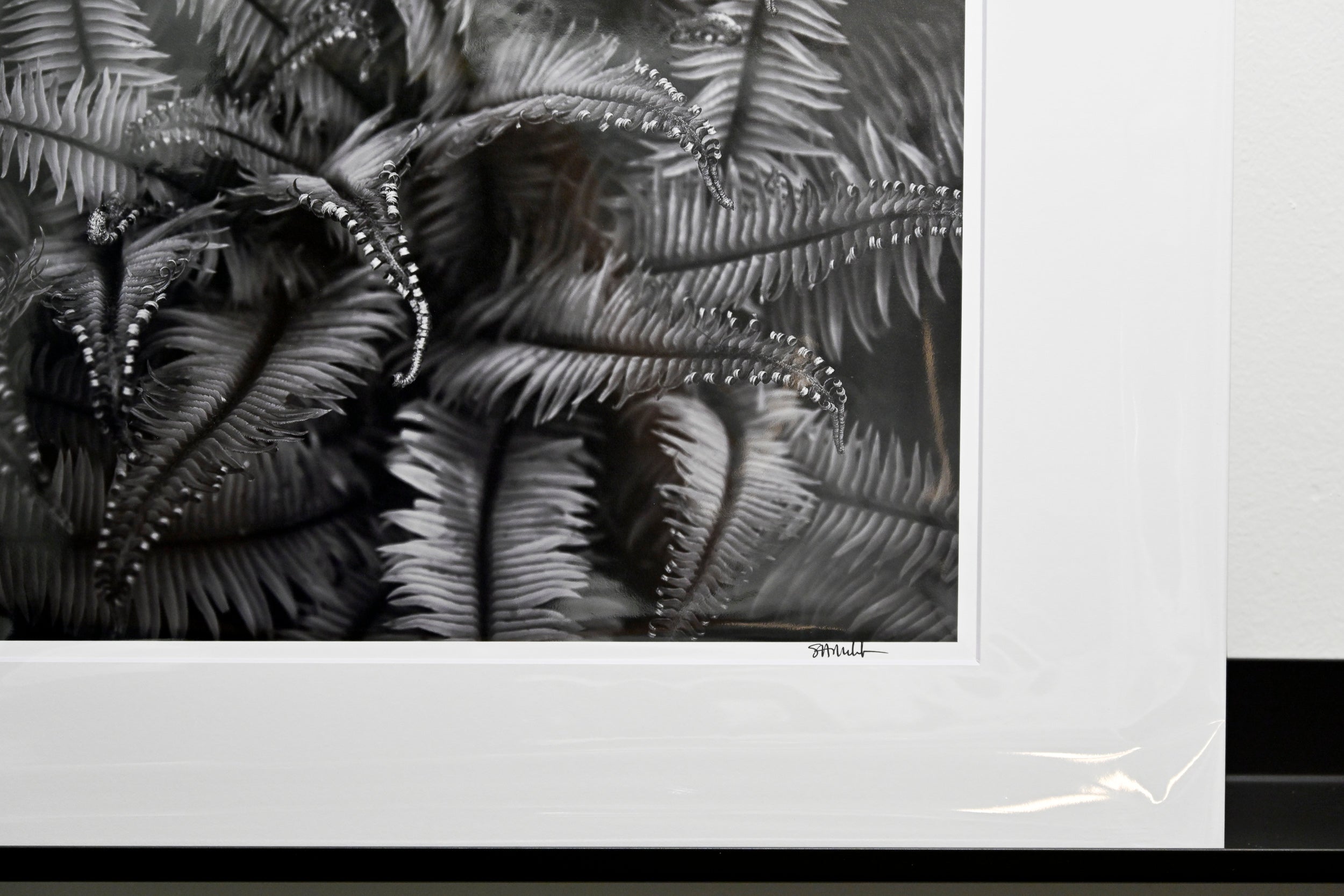 Unfurling Western Sword Fern Fronds: 11x14 Open Edition Matted Print
