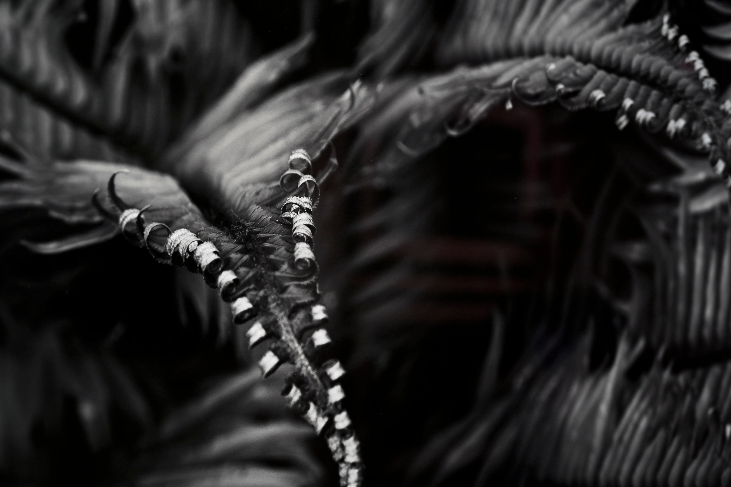 Unfurling Western Sword Fern Fronds 32x48 Limited Print with Gallery Framing - Gallery Pickup Only