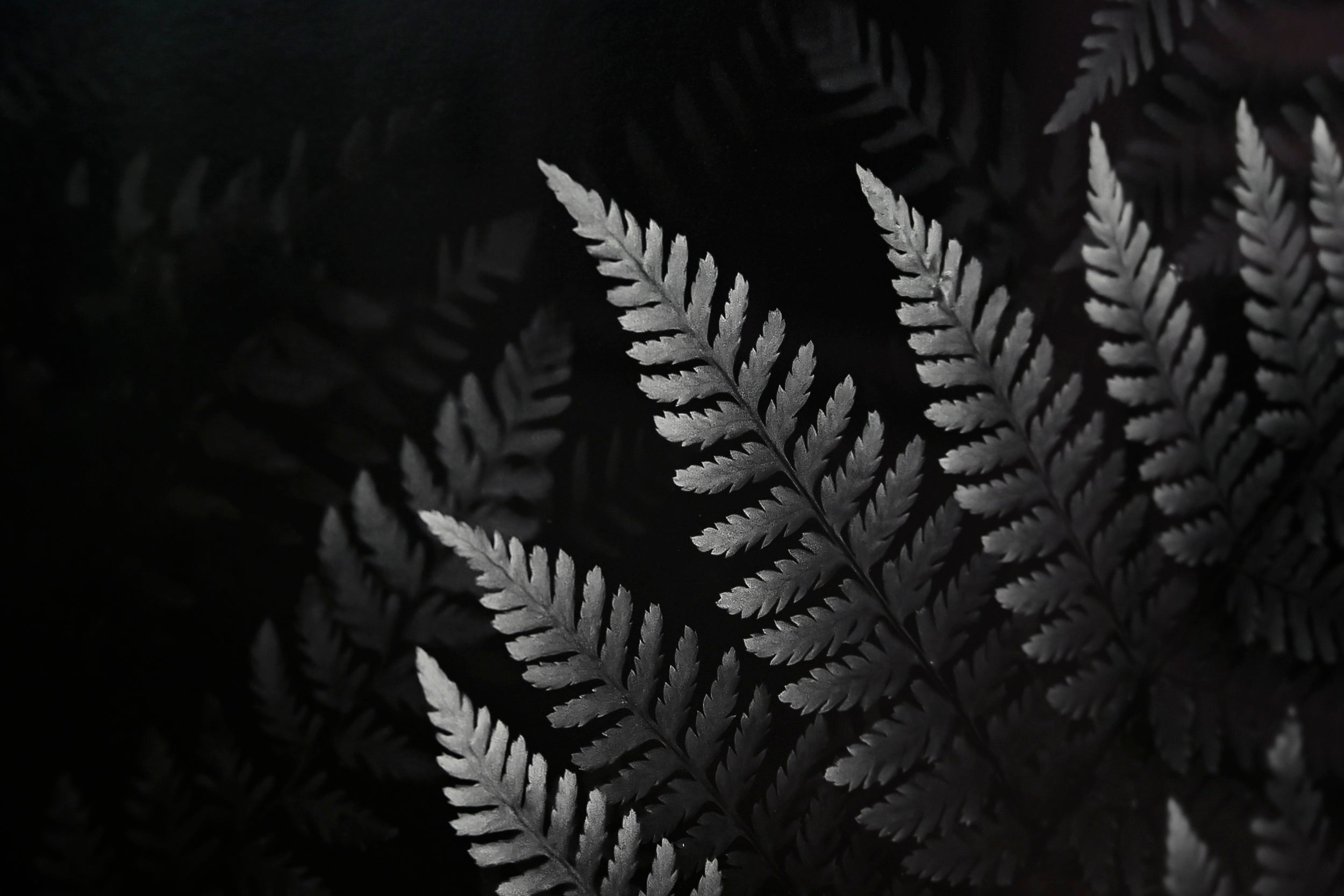 Wood Fern Gradations: 32x48 Limited Edition Framed Print