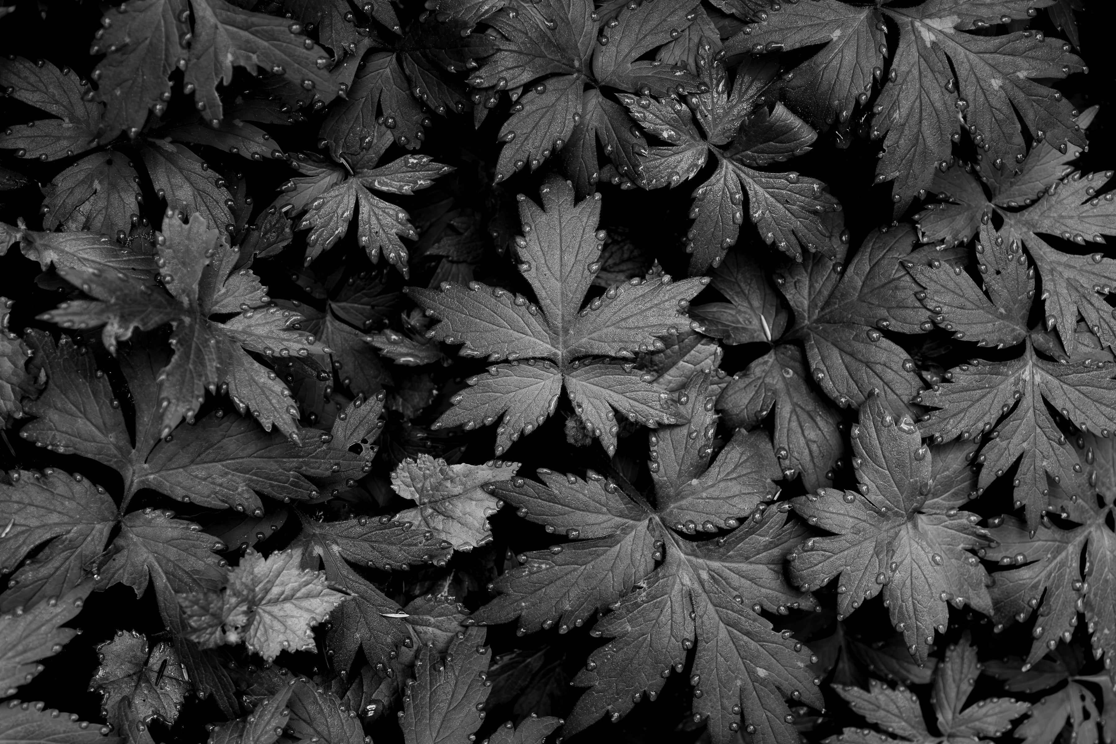 Immaculate Droplets on Pacific Waterleaf 32x48 Limited Print with Gallery Framing - Gallery Pickup Only