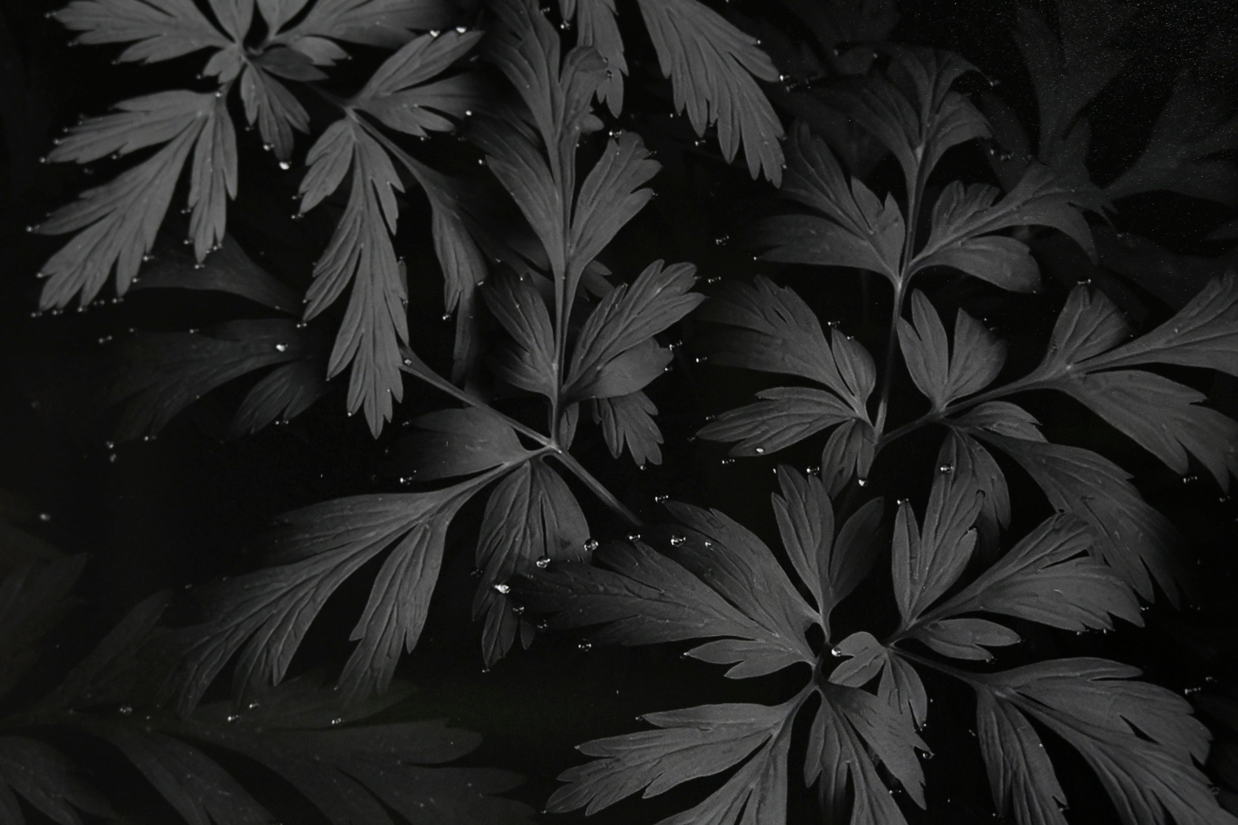 Diamond-Tipped Pacific Bleeding Hearts 32x48 Limited Print with Gallery Framing - Gallery Pickup Only