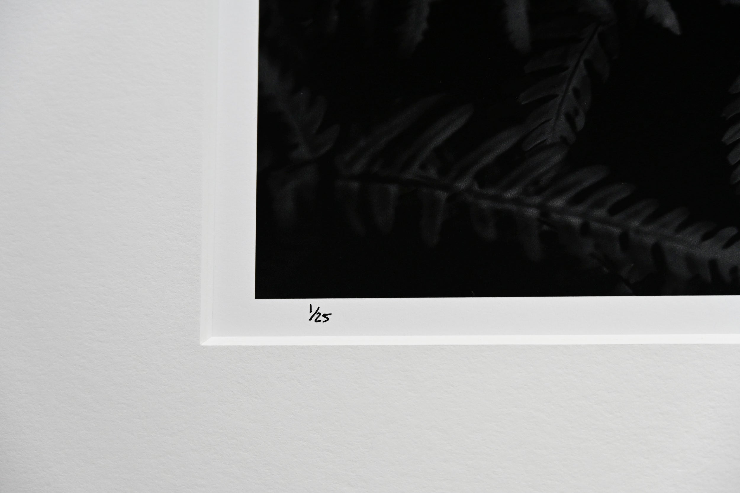 Oak Fern Colony 24x36 Limited Print with Gallery Framing - Gallery Pickup Only
