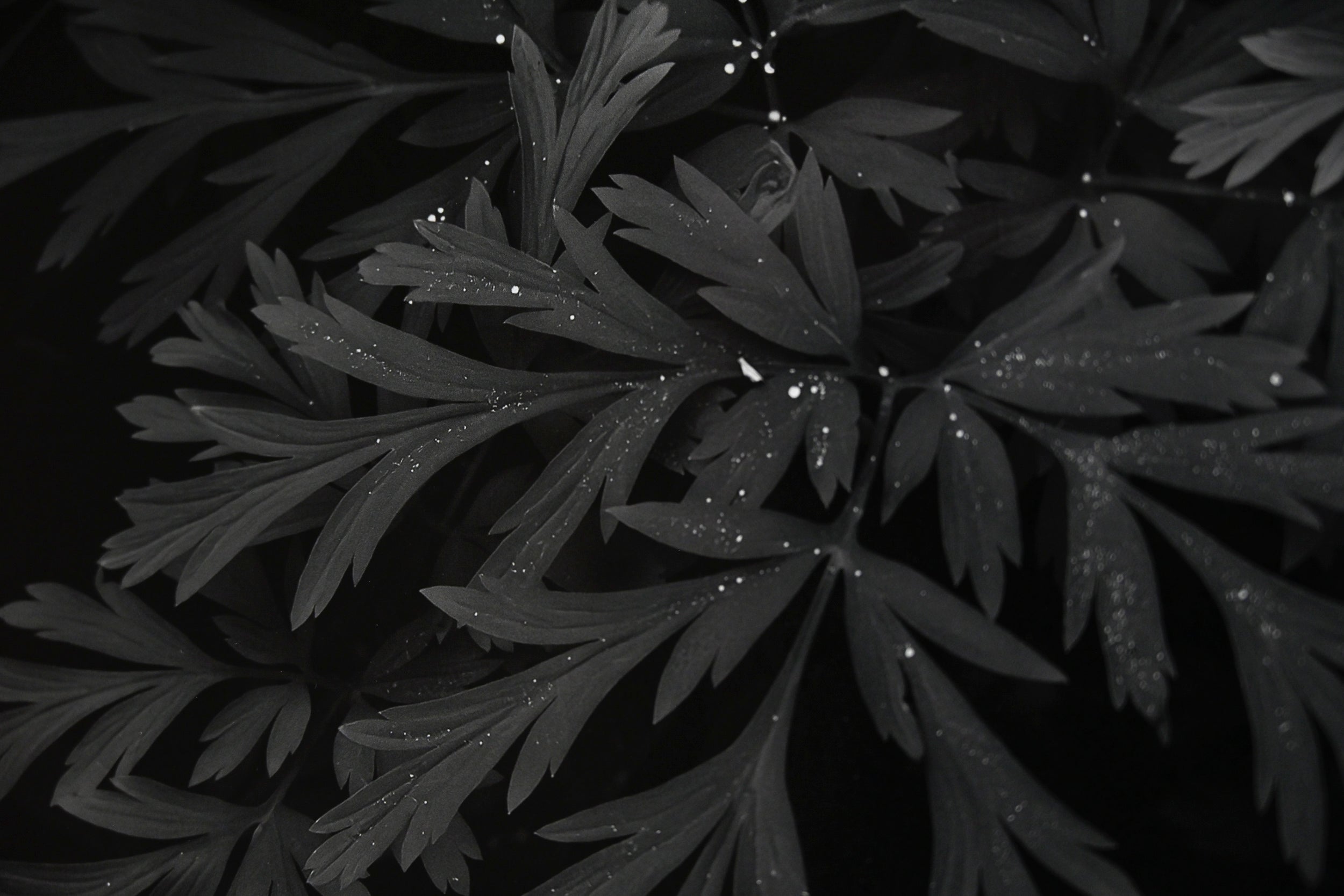 Trillium in Bleeding Hearts 11x14 Open Edition Print, Matted and Framed - Gallery Pickup Only