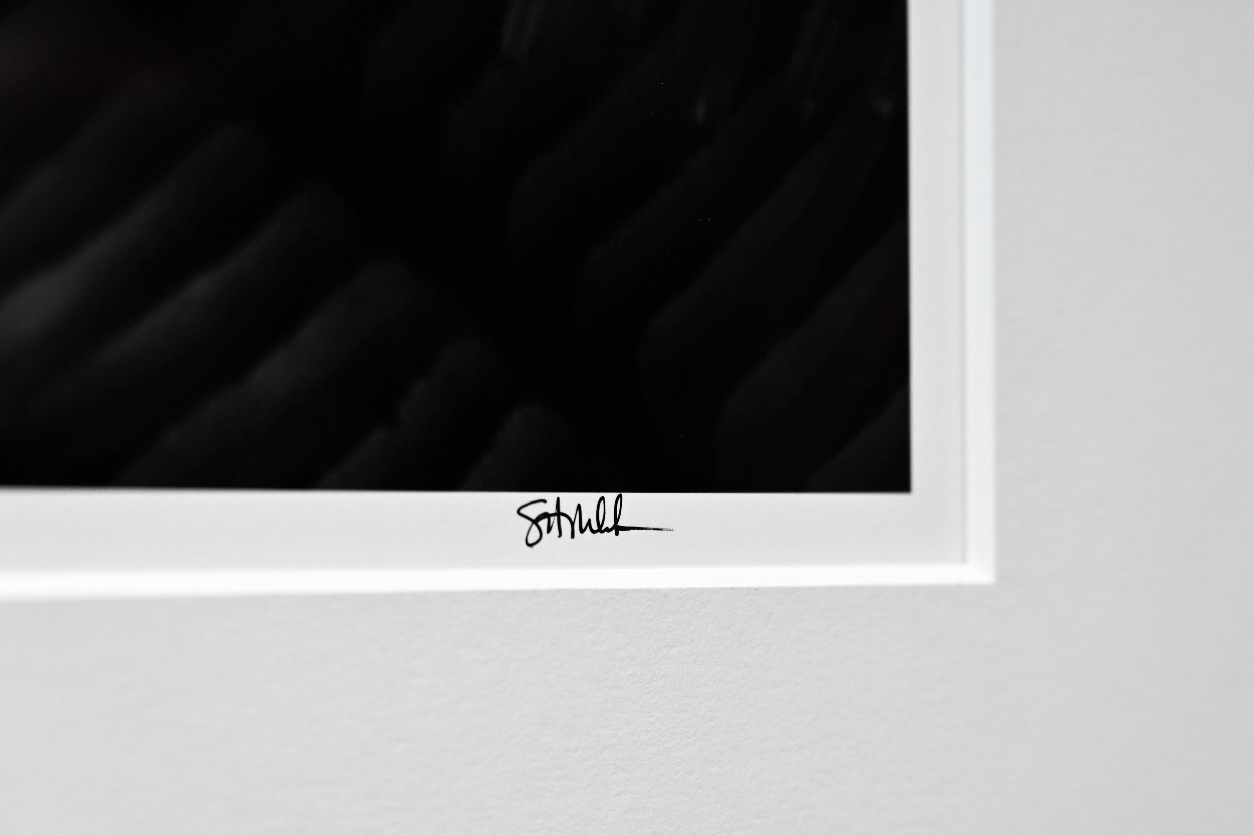 Unfurling Western Sword Fern Fronds 32x48 Limited Print with Gallery Framing - Gallery Pickup Only