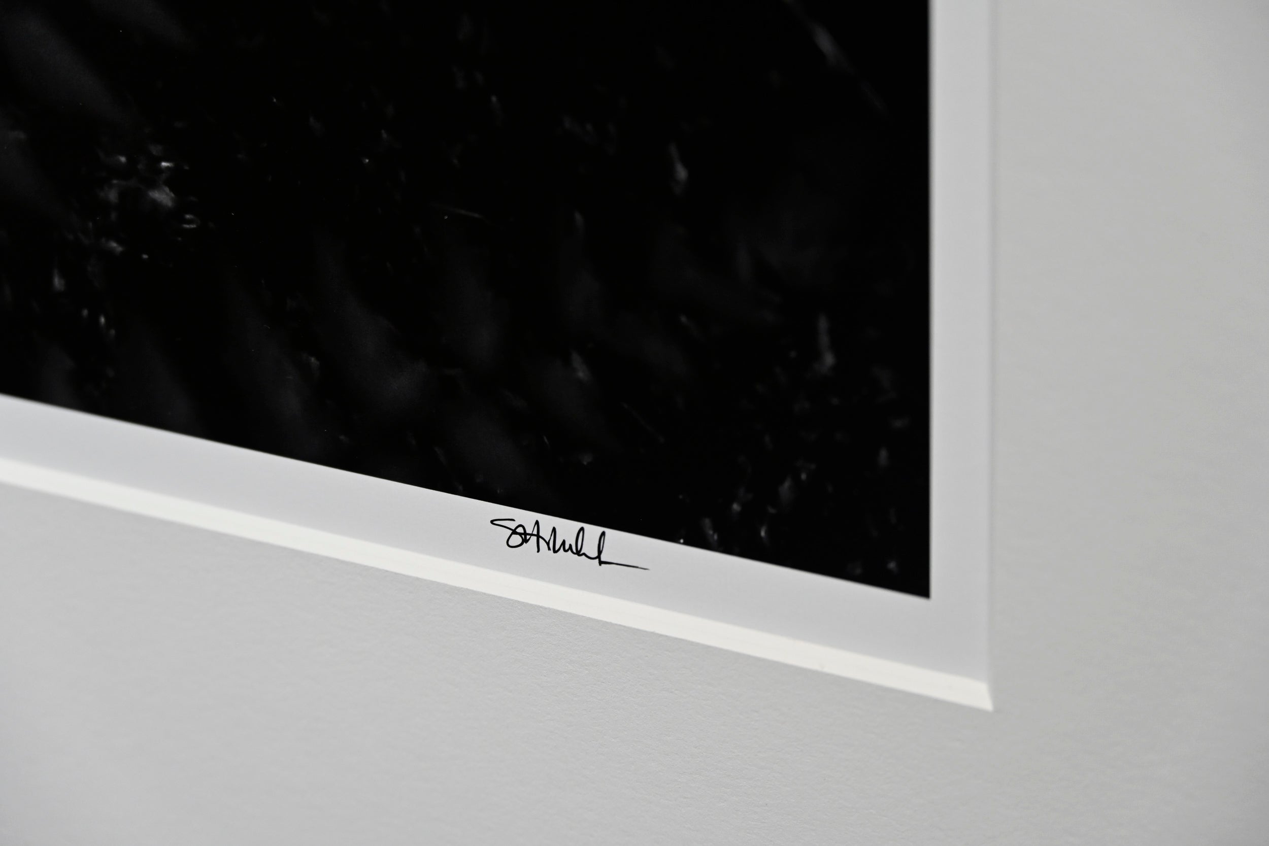 Wood Fern Gradations: 32x48 Limited Edition Framed Print