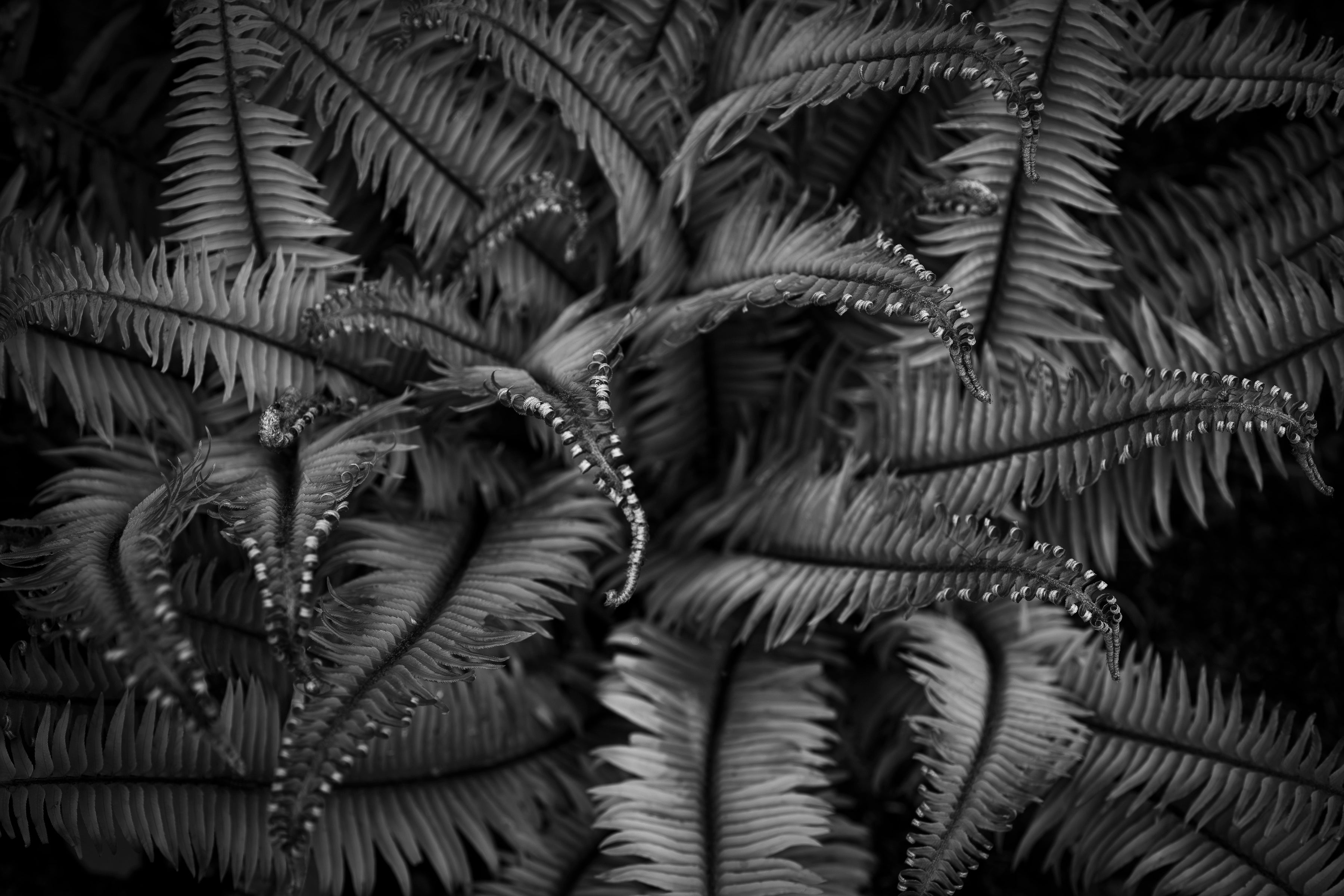 Unfurling Western Sword Fern Fronds 32x48 Limited Print with Gallery Framing - Gallery Pickup Only