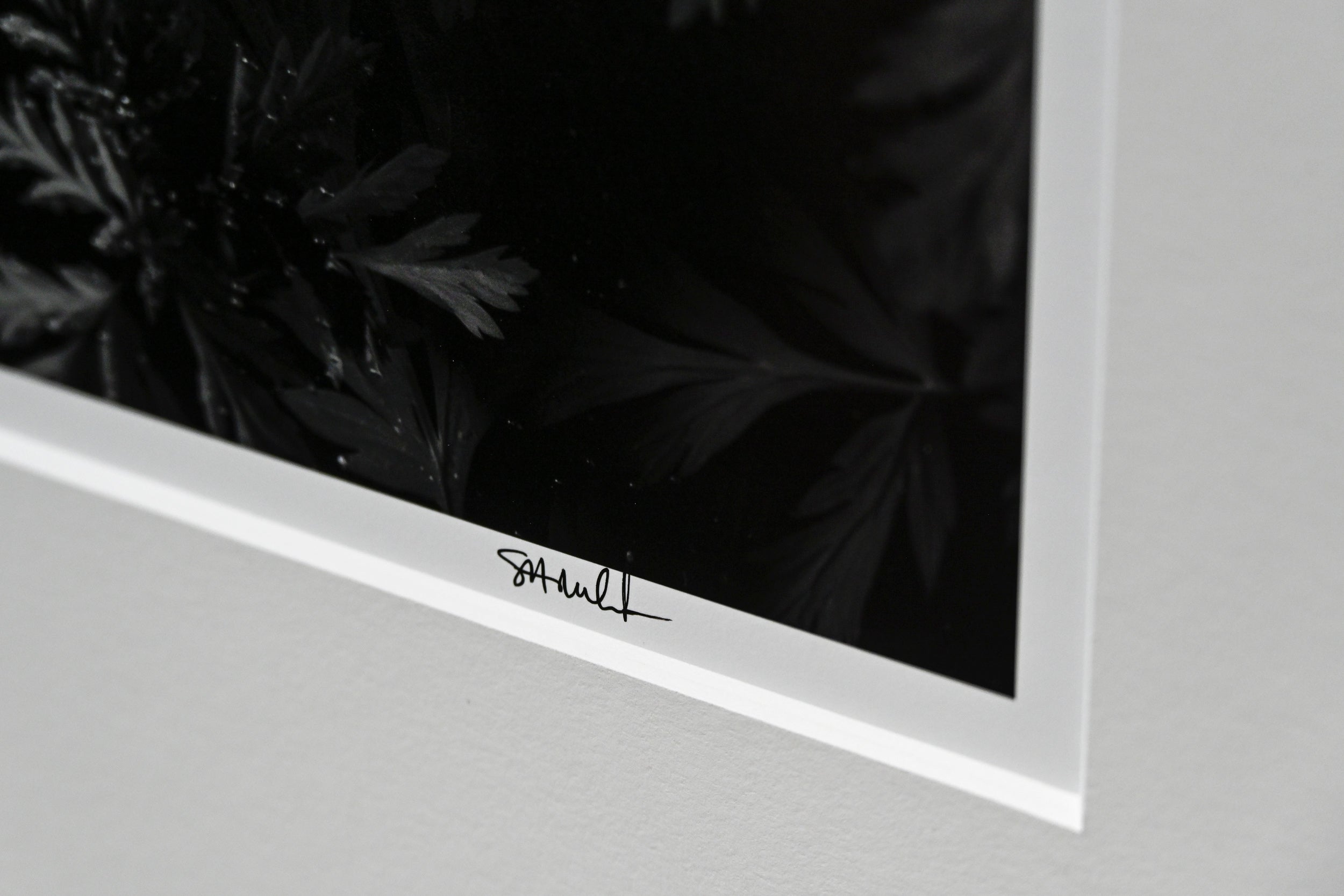 Diamond-Tipped Pacific Bleeding Hearts 32x48 Limited Print with Gallery Framing - Gallery Pickup Only