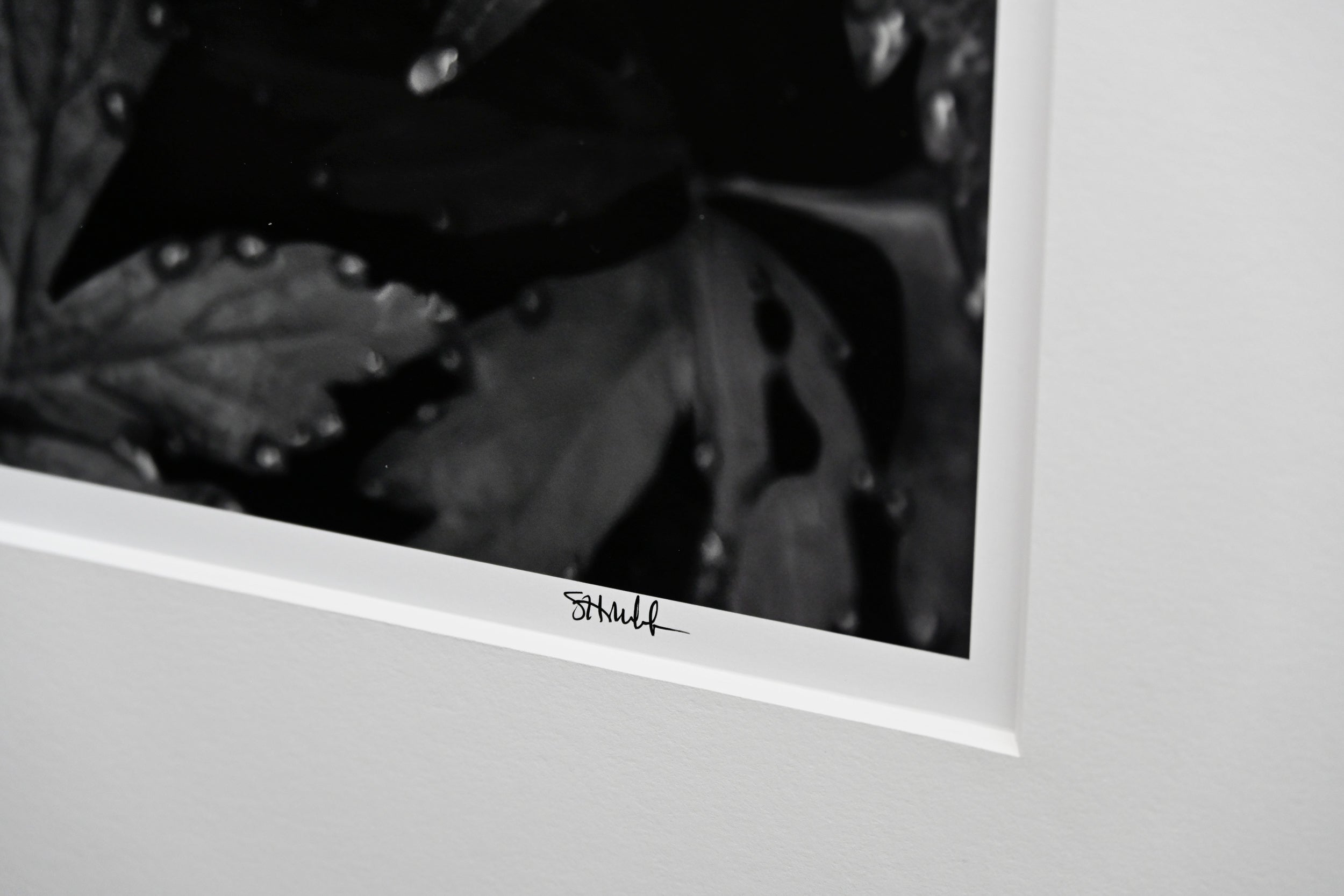 Immaculate Droplets on Pacific Waterleaf 32x48 Limited Print with Gallery Framing - Gallery Pickup Only