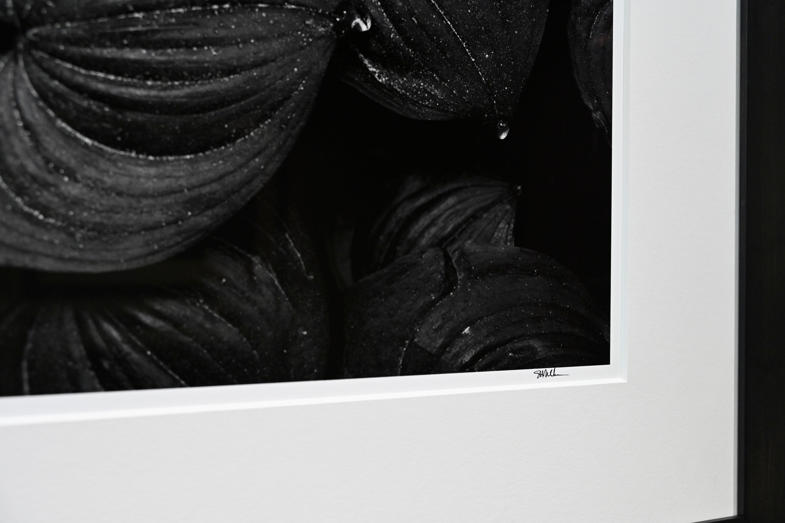 Raindrops on False Lily of the Valley 24x36 Limited Print with Gallery Framing - Gallery Pickup Only