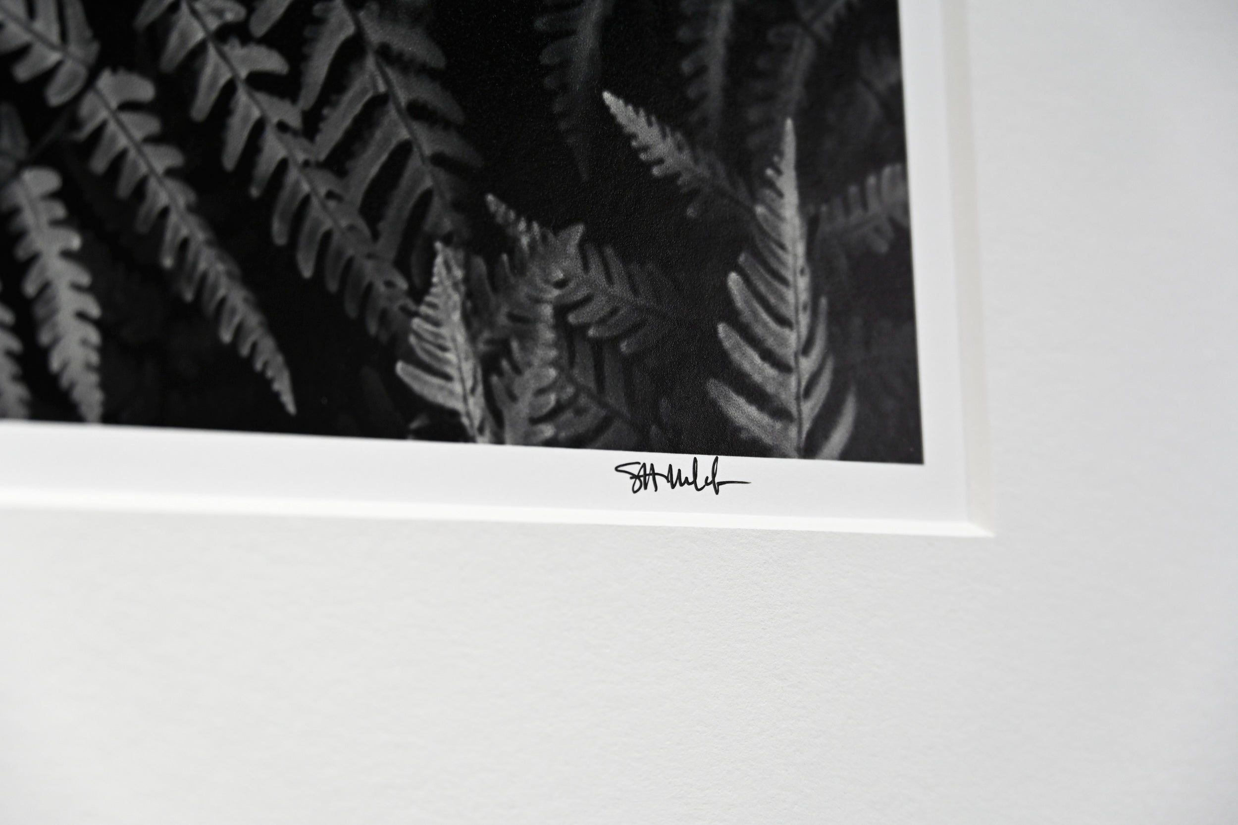 Oak Fern Colony: 24x36 Limited Edition Framed Print