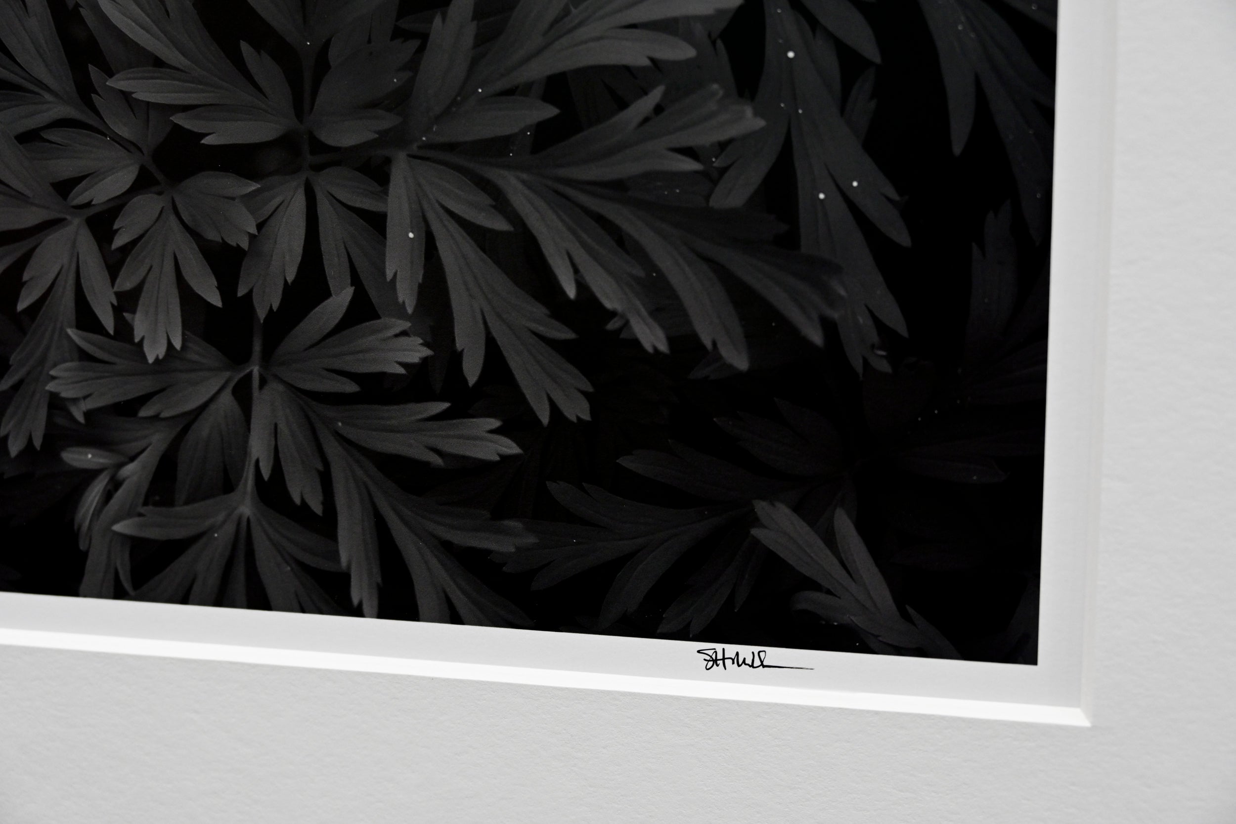 Trillium in Bleeding Hearts 24x36 Limited Print with Gallery Framing - Gallery Pickup Only