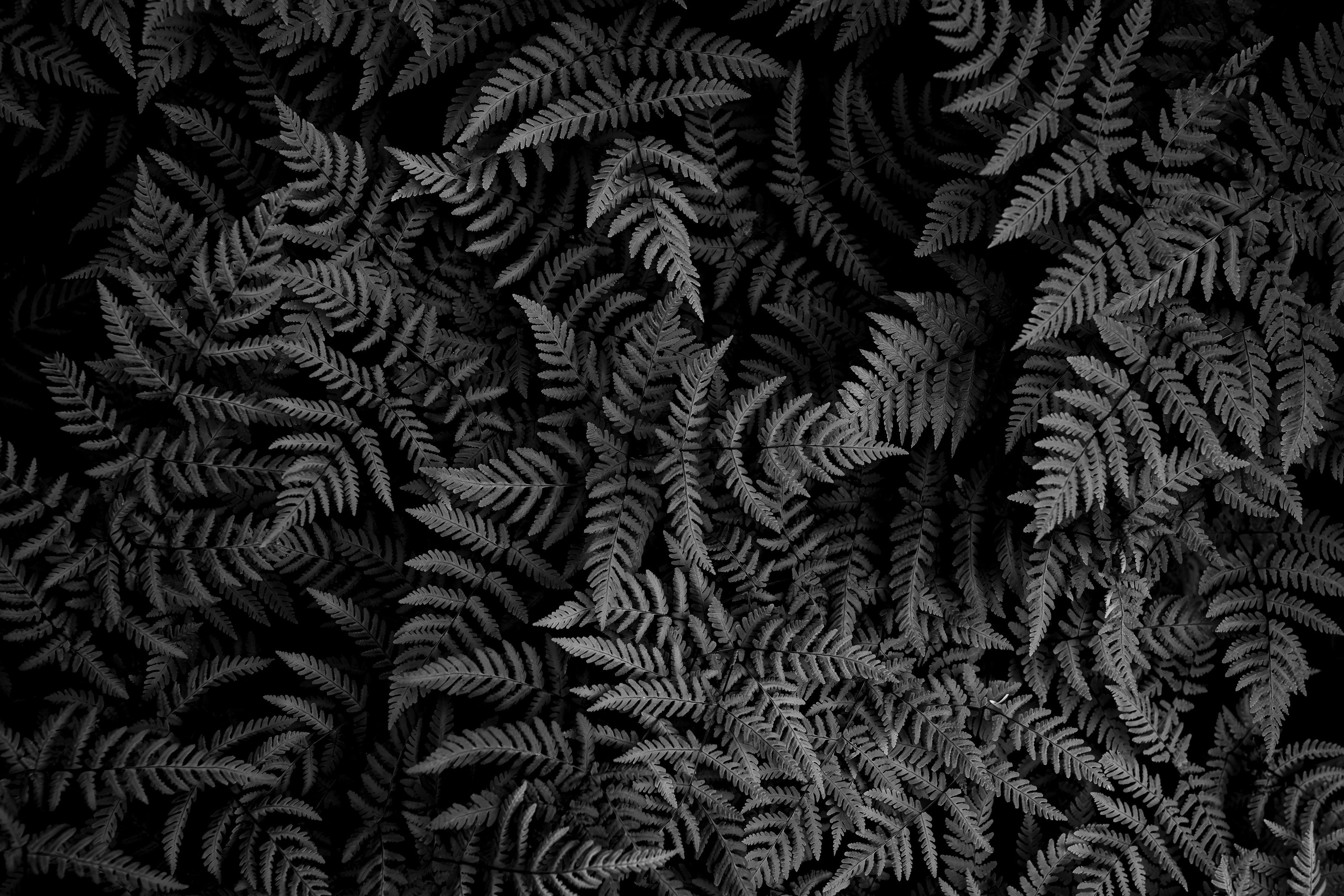 Oak Fern Colony 24x36 Limited Print with Gallery Framing - Gallery Pickup Only