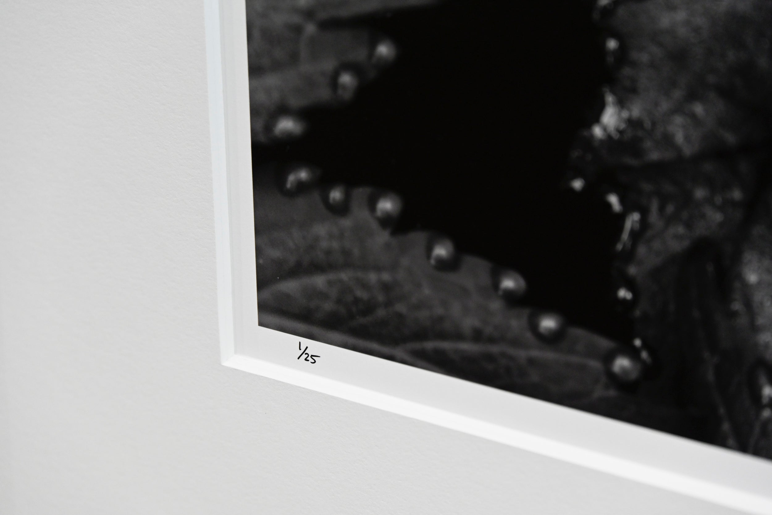 Immaculate Droplets on Pacific Waterleaf: 32x48 Limited Edition Framed Print