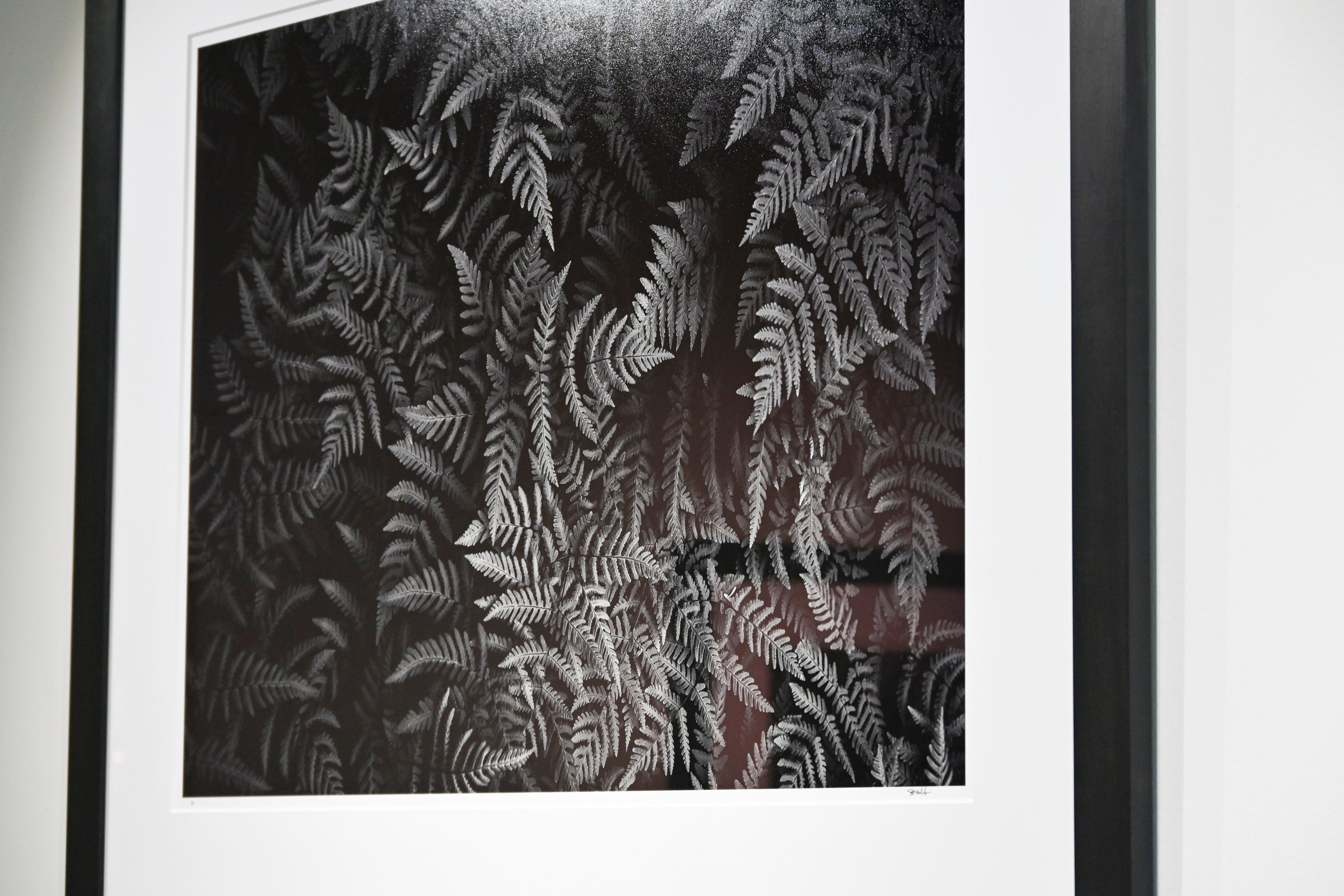 Oak Fern Colony 24x36 Limited Print with Gallery Framing - Gallery Pickup Only