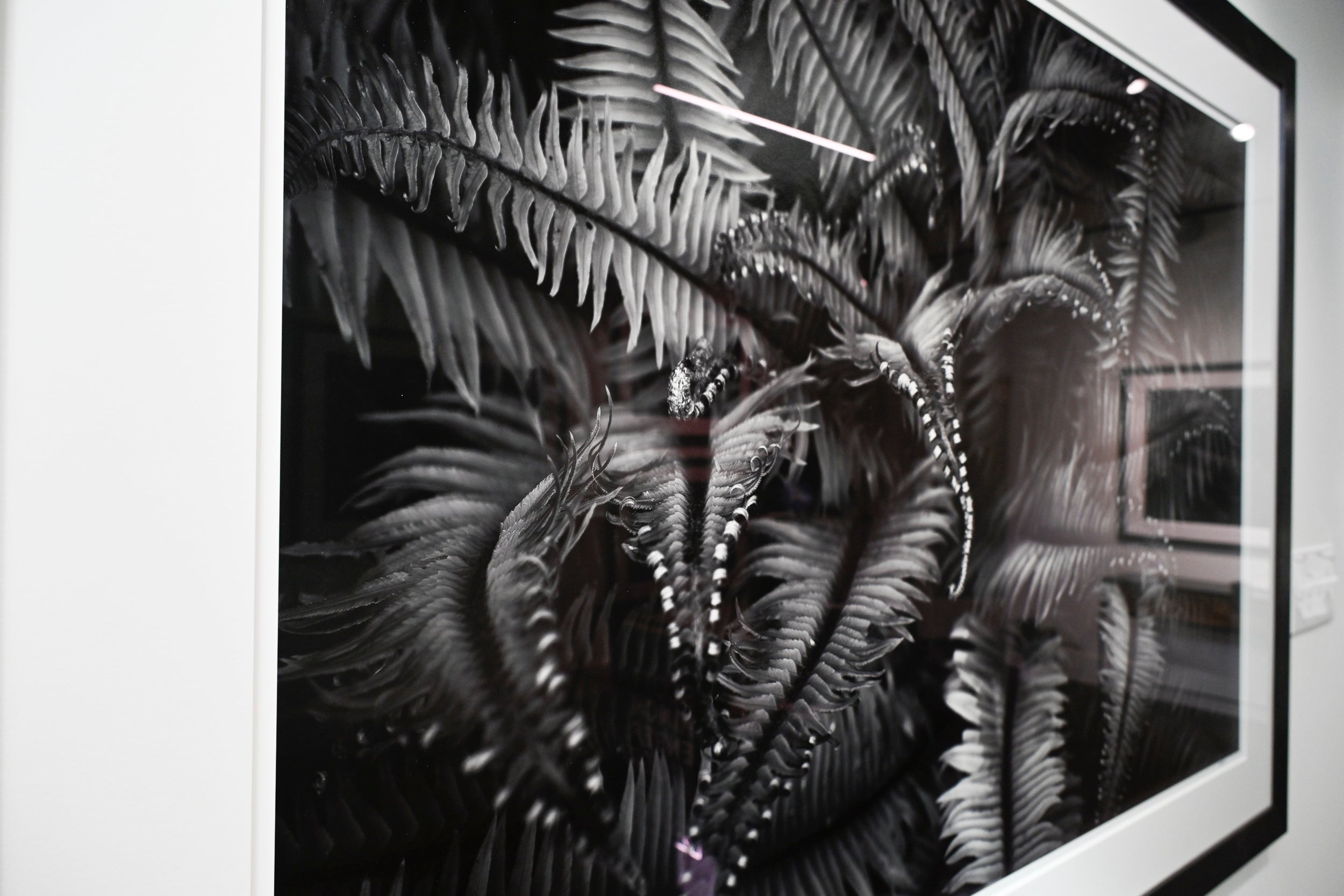 Unfurling Western Sword Fern Fronds: 32x48 Limited Edition Framed Print