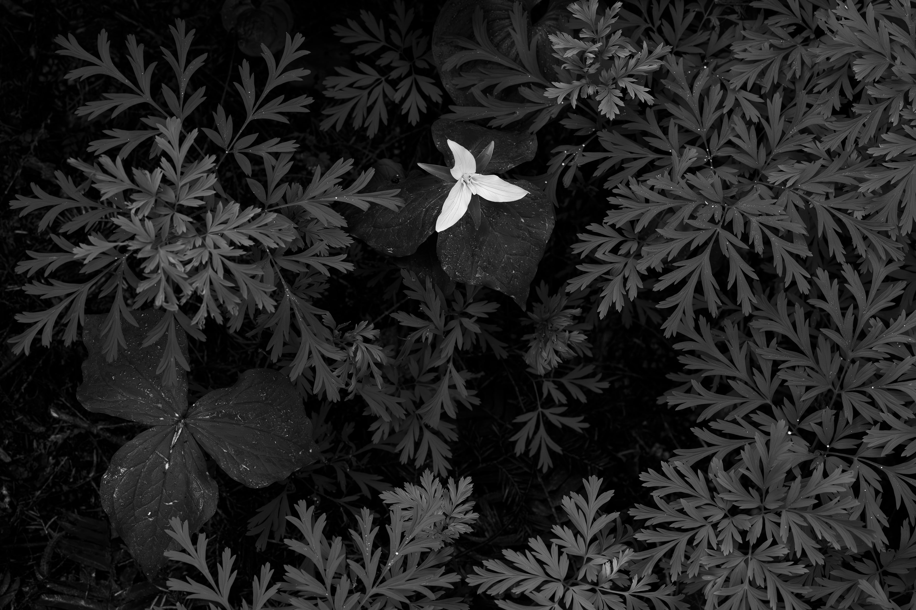 Trillium in Bleeding Hearts 24x36 Limited Print with Gallery Framing - Gallery Pickup Only