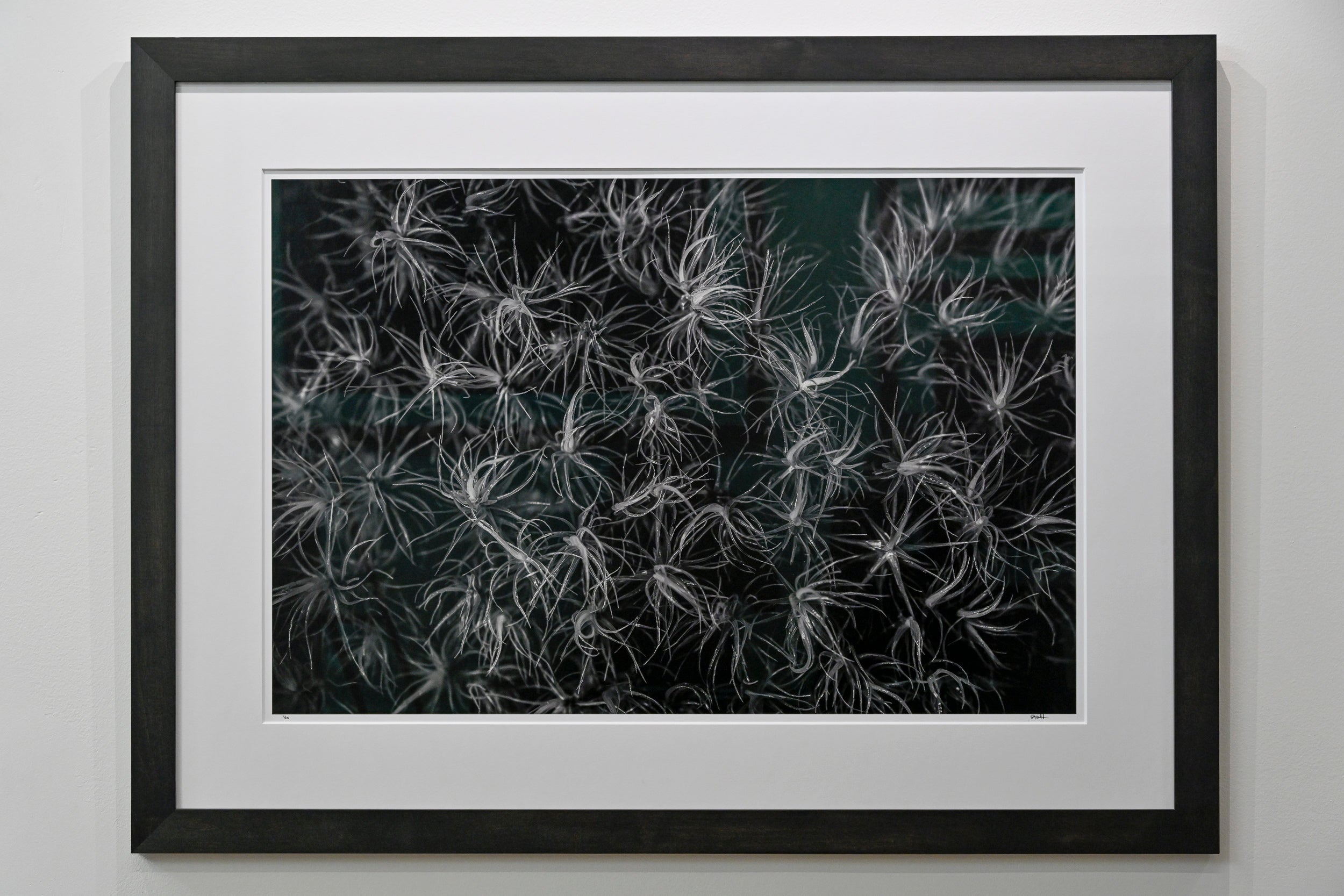 Broom Forkmoss Reaching for Light 24x36 Limited Print with Gallery Framing - Gallery Pickup Only