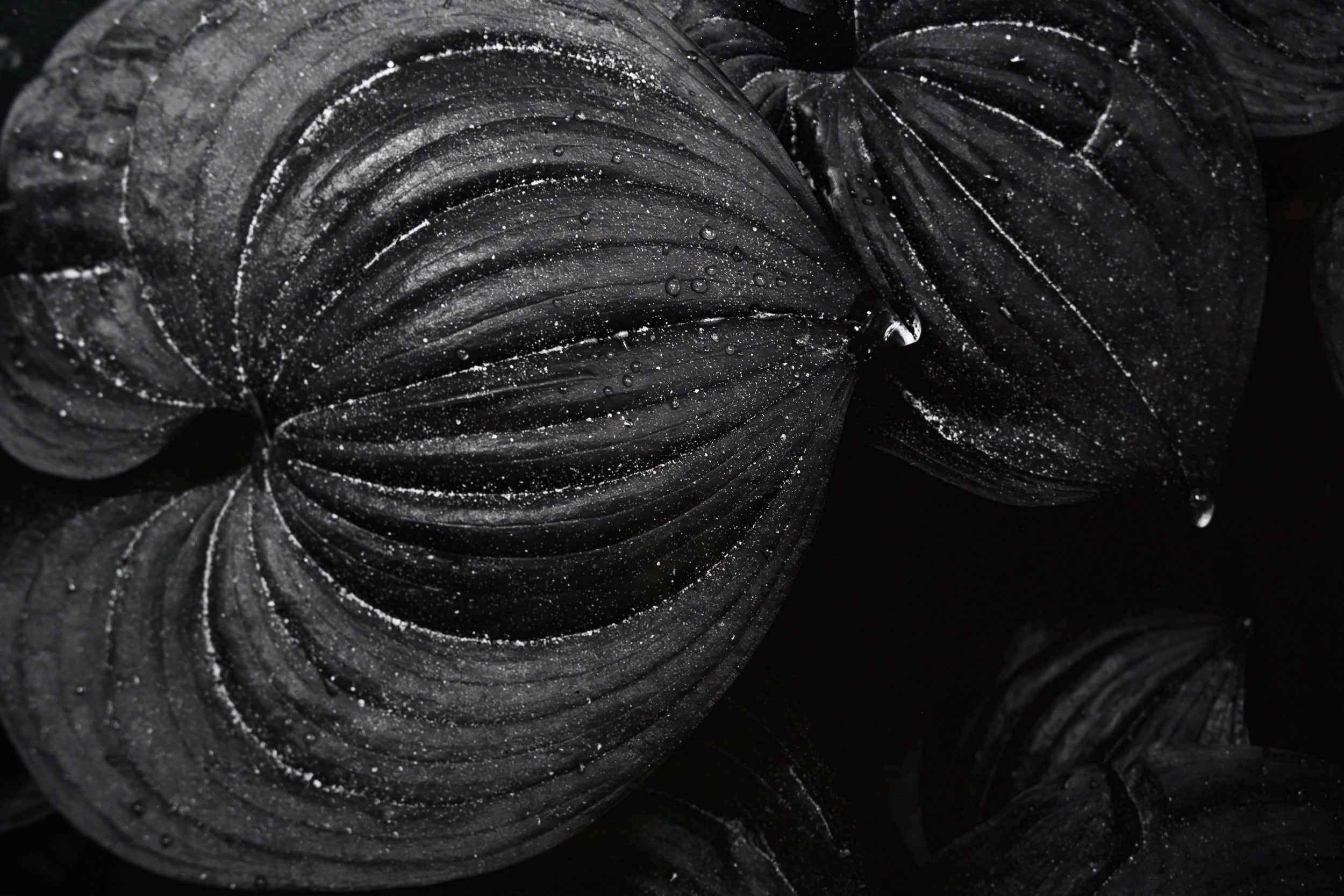 Raindrops on the False Lily of the Valley: 24x36 Limited Edition Framed Print