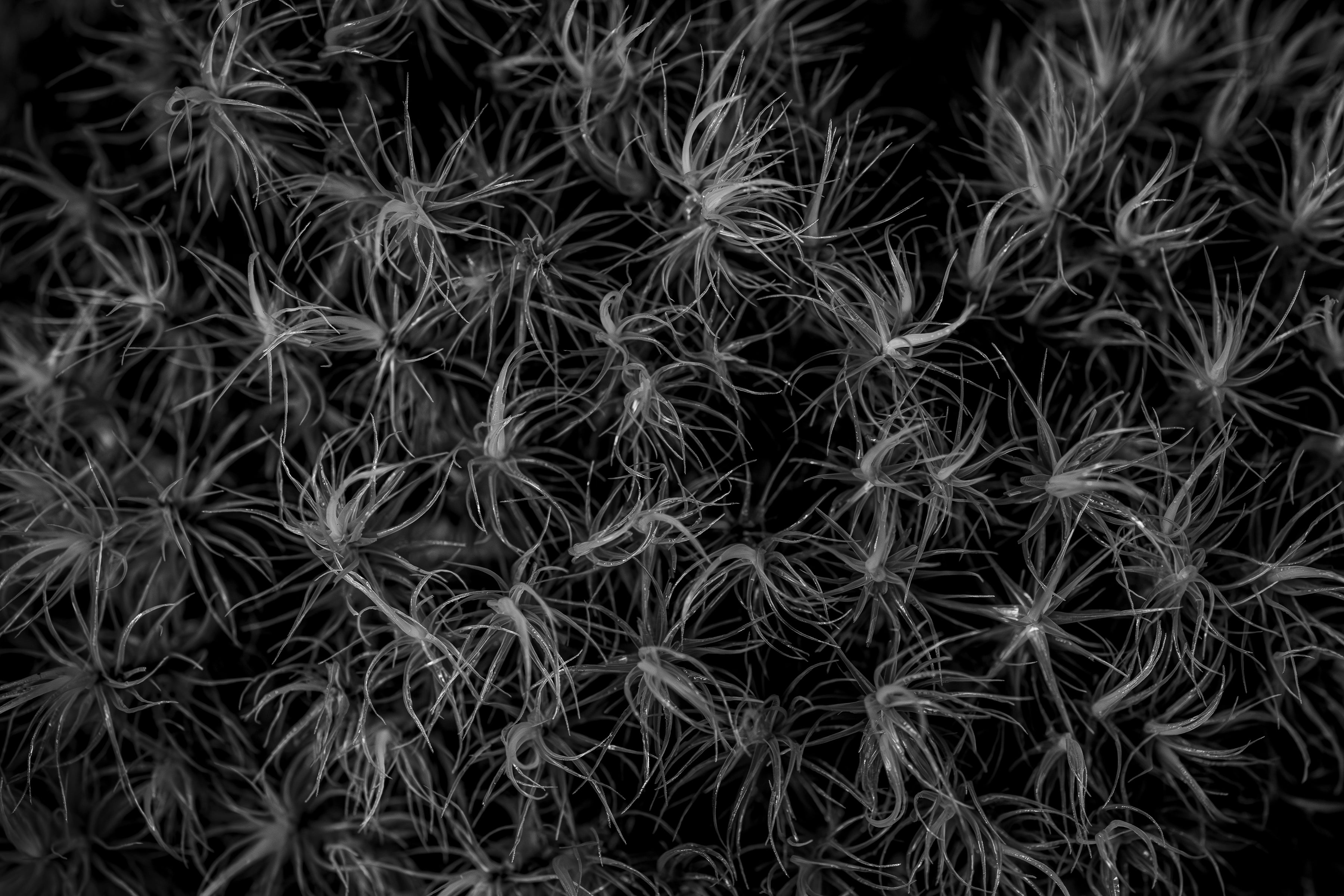 Broom Forkmoss Reaching for Light 24x36 Limited Print with Gallery Framing - Gallery Pickup Only