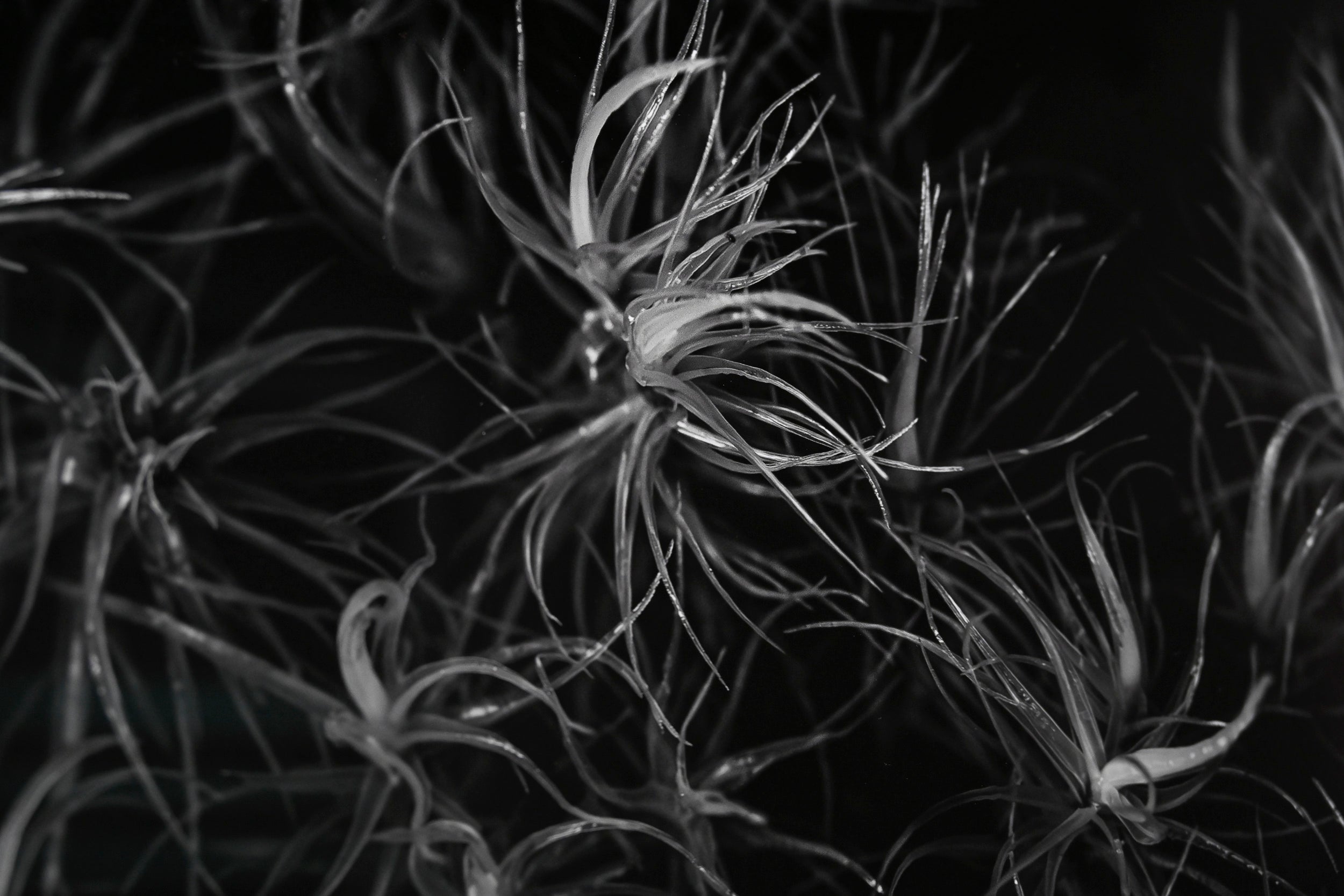 Broom Forkmoss Reaching for Light: 24x36 Limited Edition Framed Print