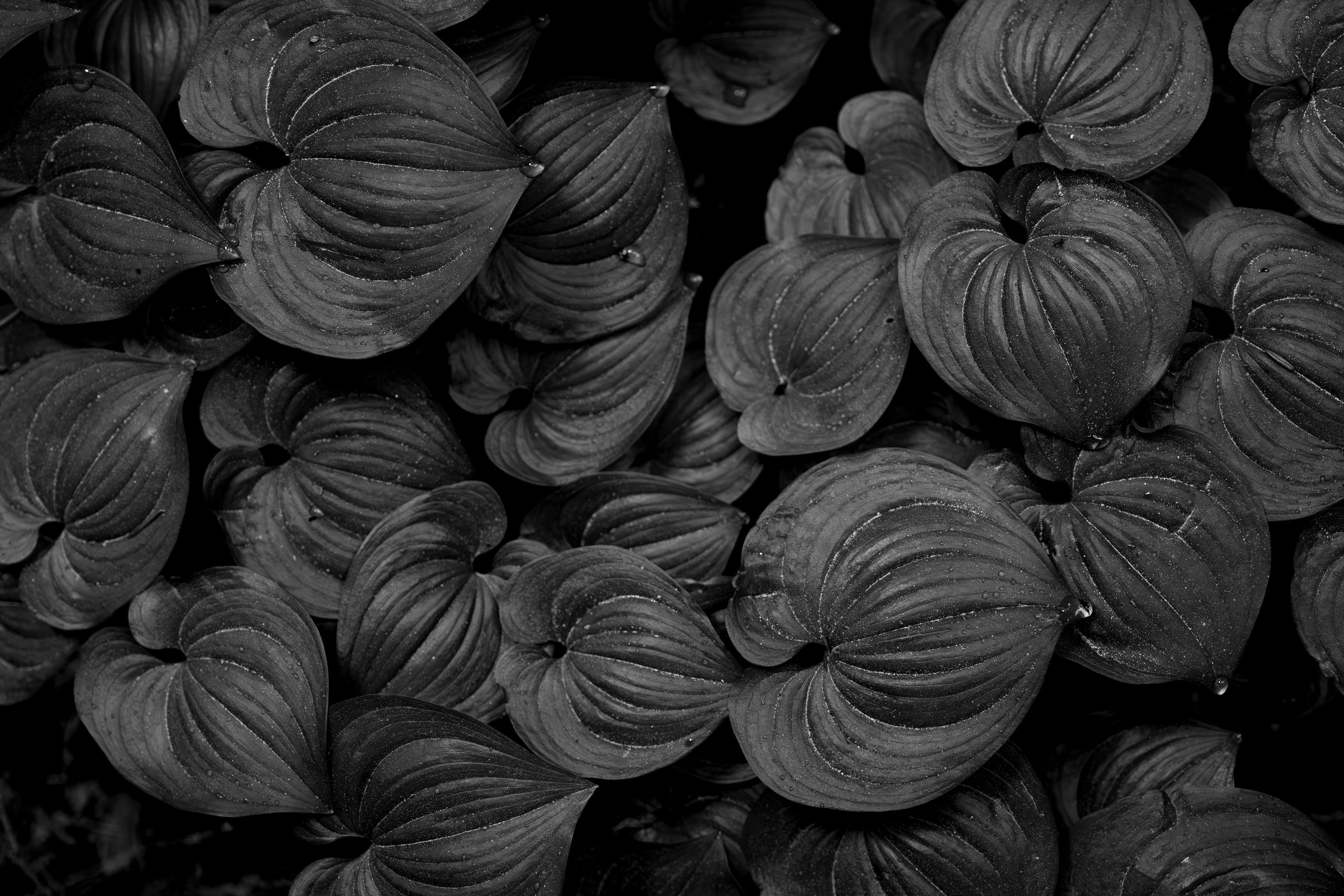 Raindrops on False Lily of the Valley 24x36 Limited Print with Gallery Framing - Gallery Pickup Only