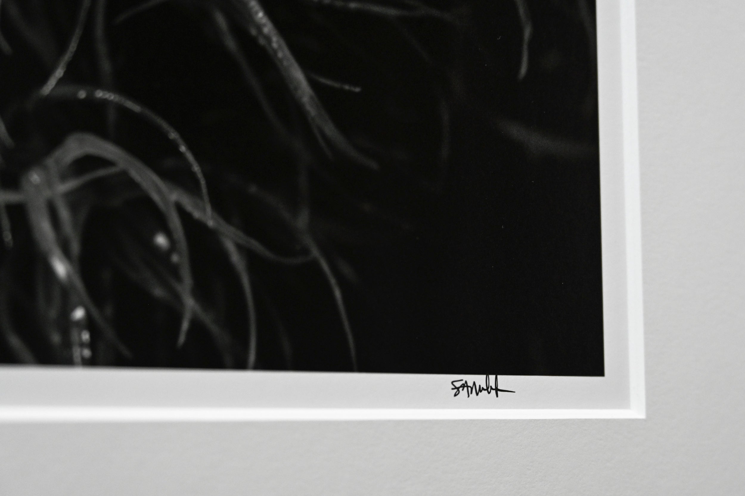 Broom Forkmoss Reaching for Light: 24x36 Limited Edition Framed Print