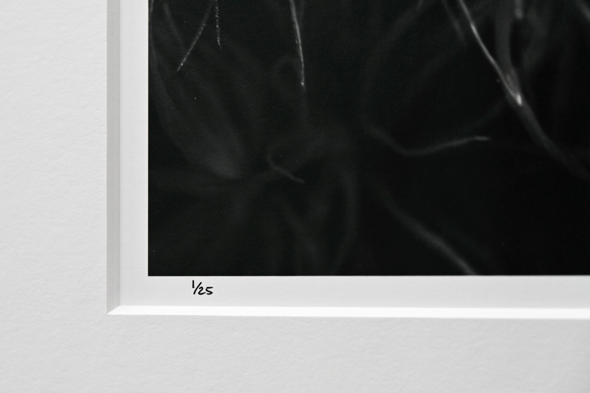 Broom Forkmoss Reaching for Light: 24x36 Limited Edition Framed Print